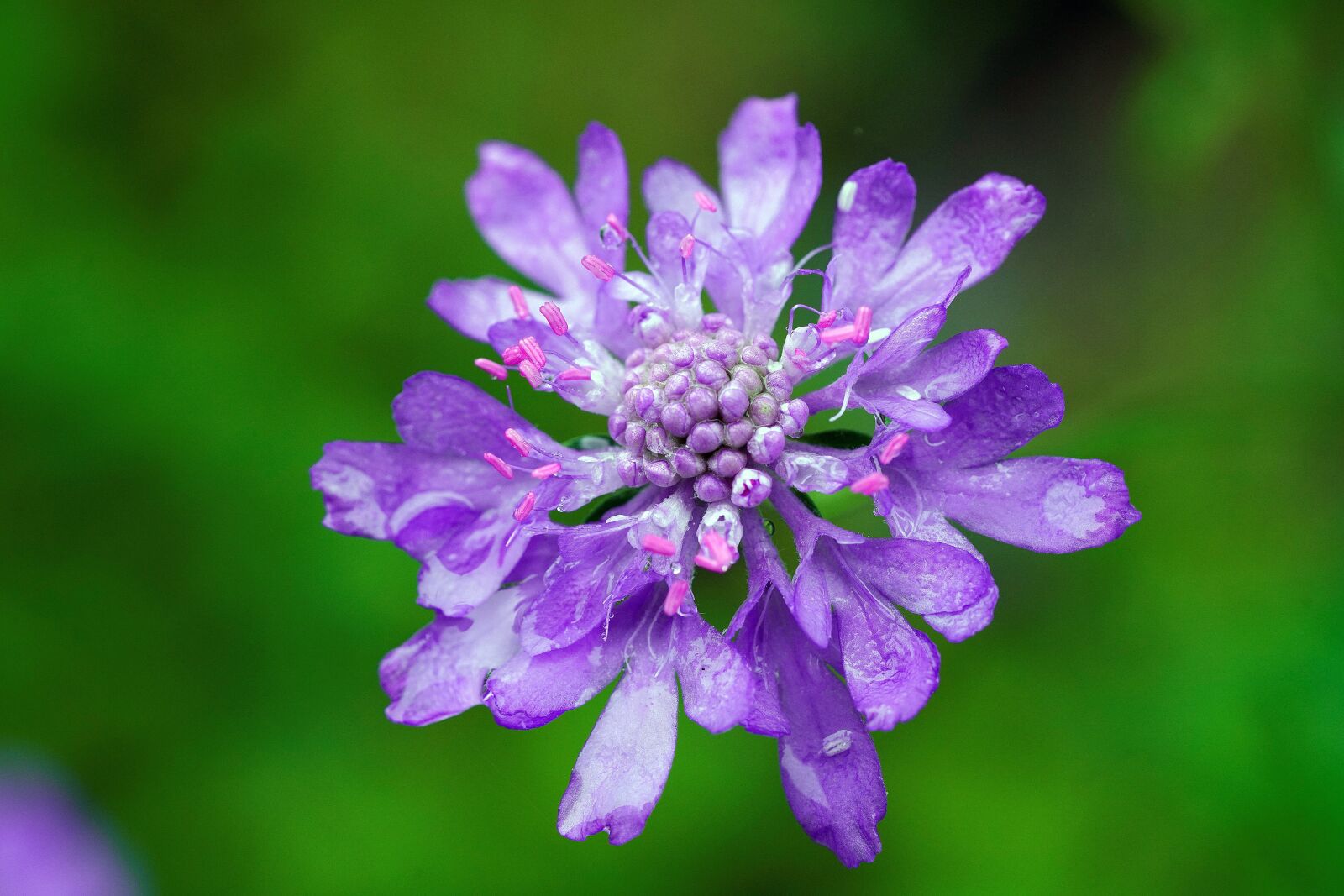 Sony a7R III sample photo. Flower, violet, autumn photography