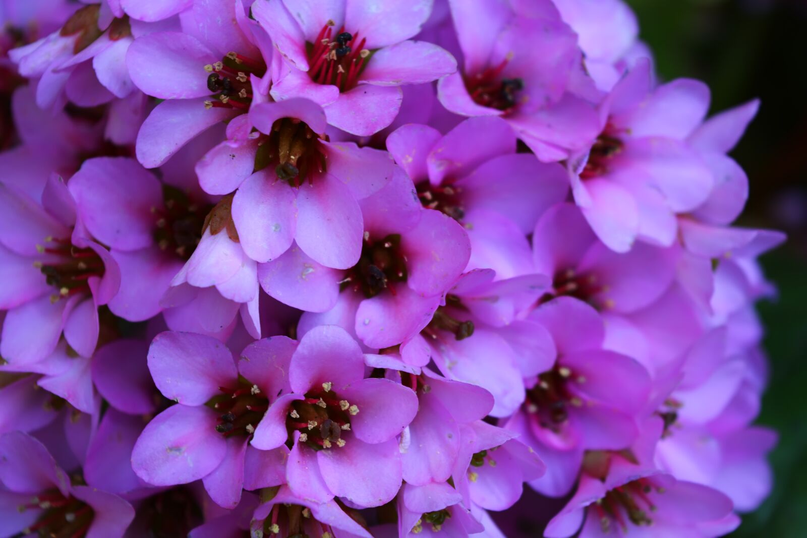 Nikon D5200 sample photo. Bush, spring, flowers photography