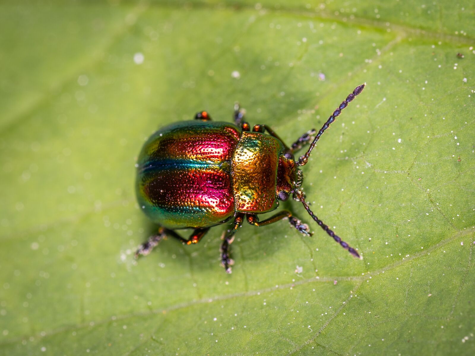 Sony a7R II sample photo. Insect, beetle, coleoptera photography