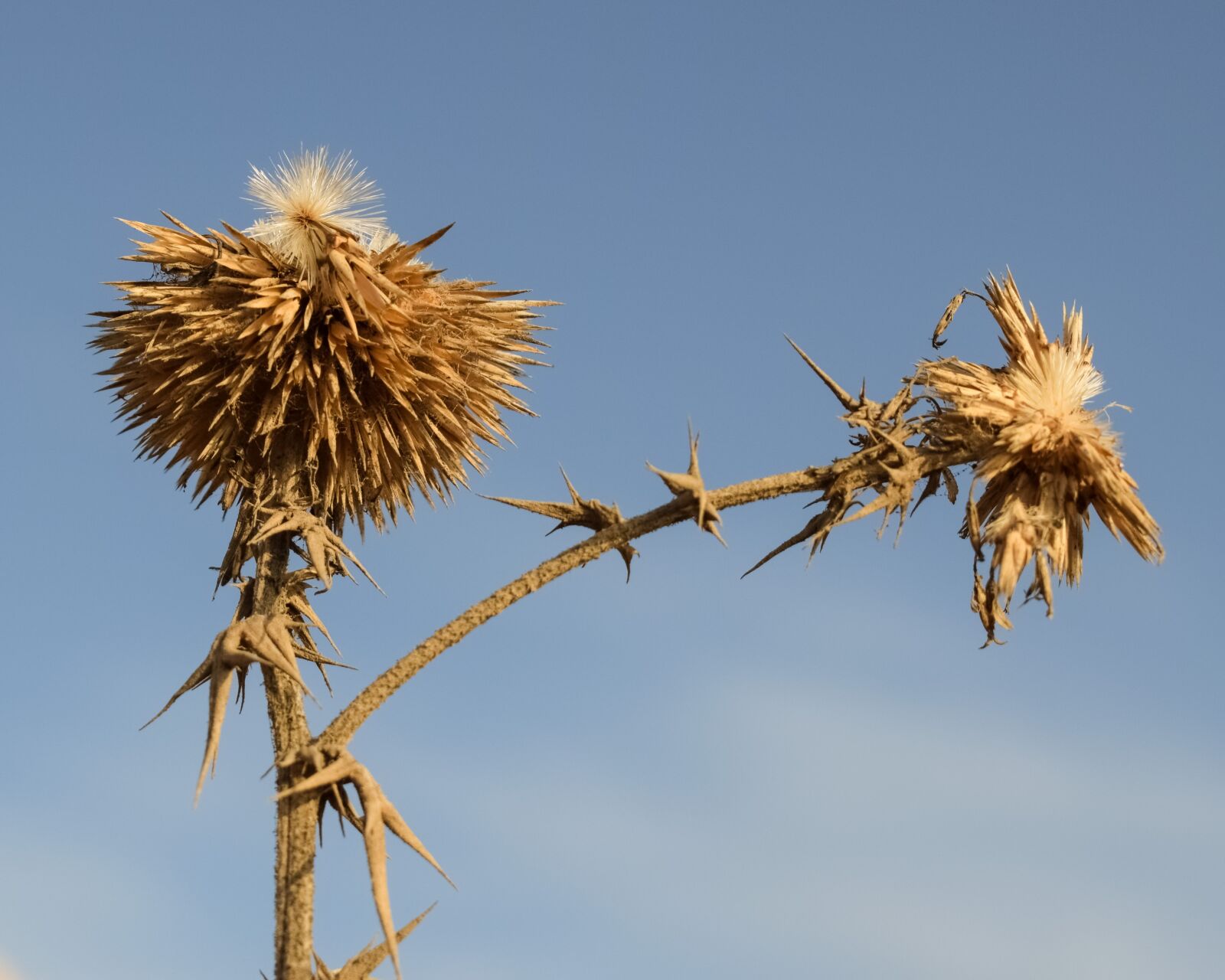 Nikon D3300 sample photo. Thistle, plant, flower photography