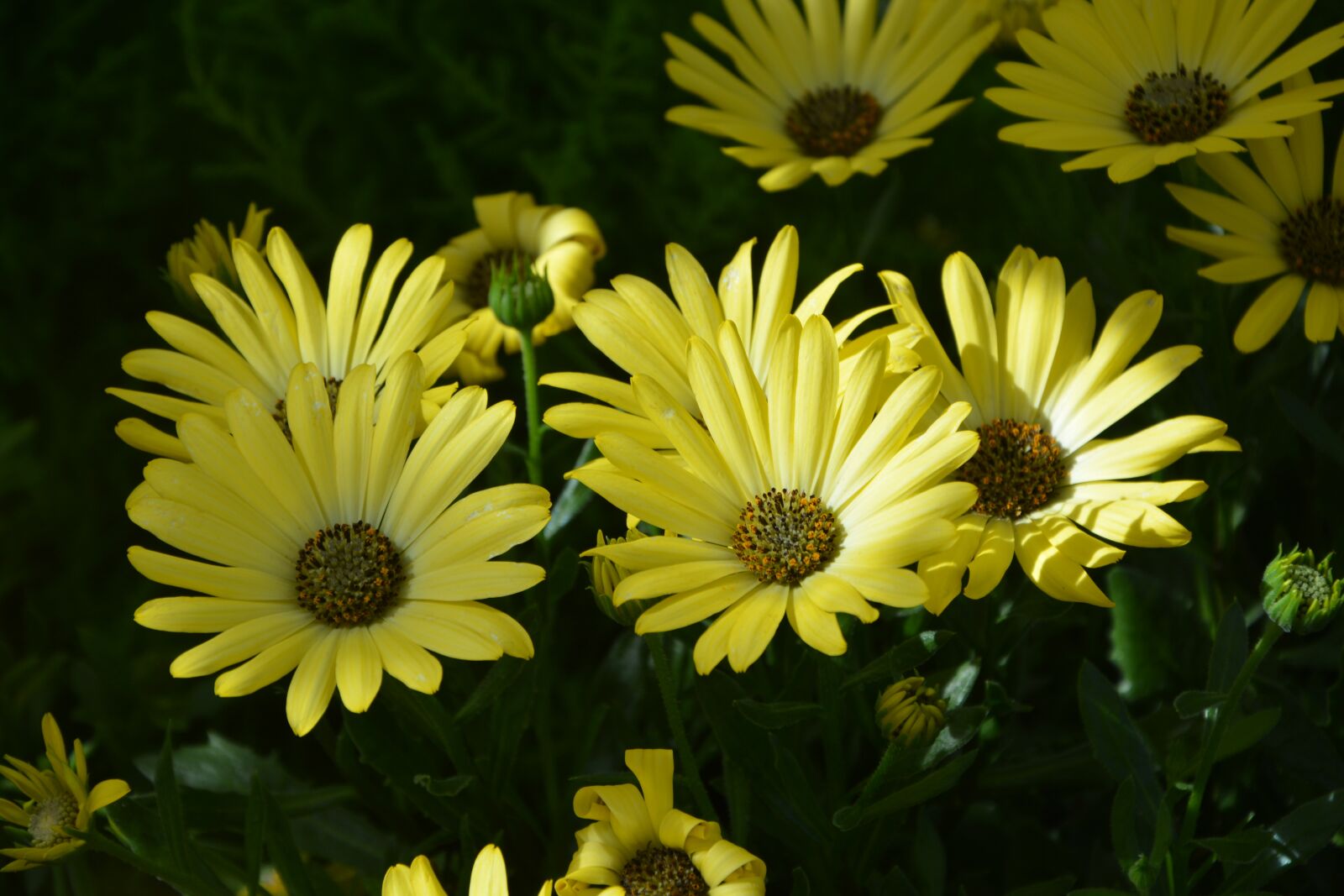 Nikon D5200 sample photo. Flower, flowers, osteospermum yellow photography