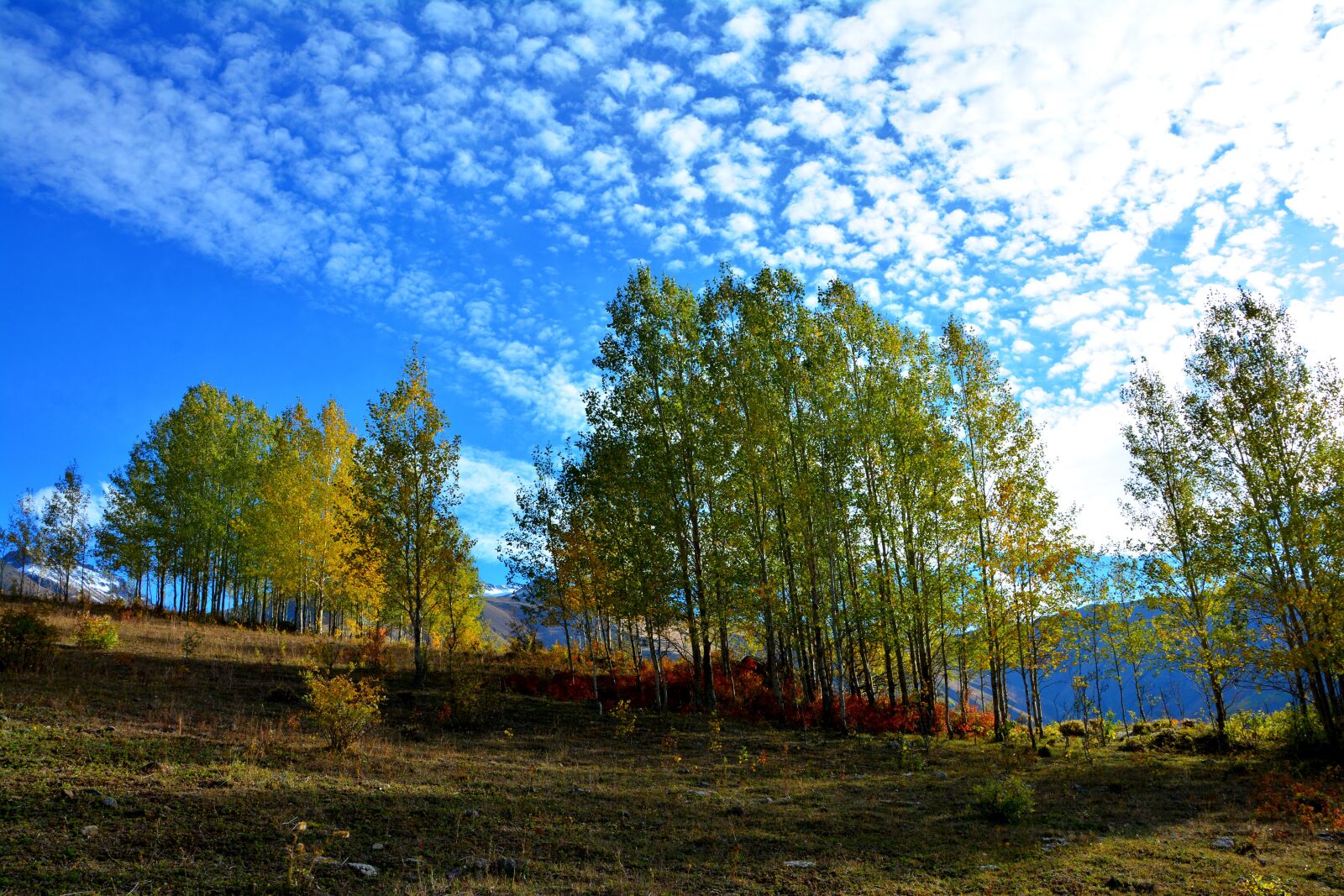 Nikon D7100 sample photo. Autumn, season, nature photography