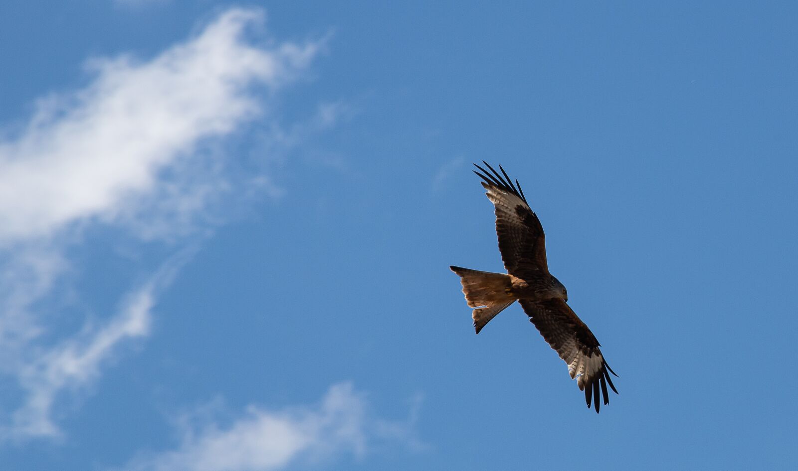 Canon EF 70-300mm F4-5.6 IS USM sample photo. Red kite, milan, raptor photography