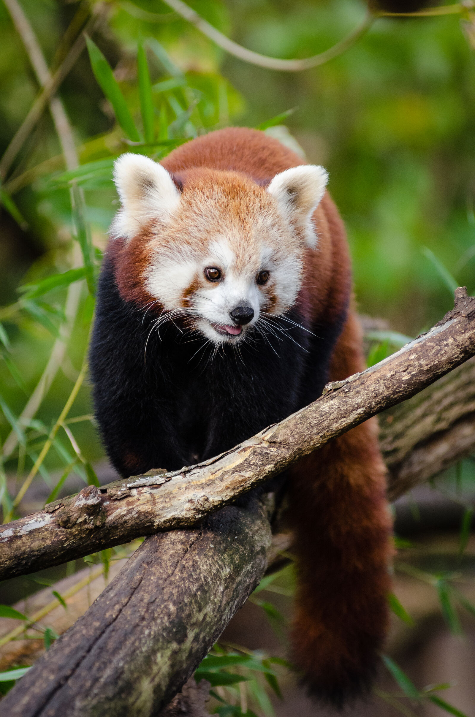 AF Zoom-Nikkor 80-200mm f/2.8 ED sample photo. Red, panda, walking, on photography