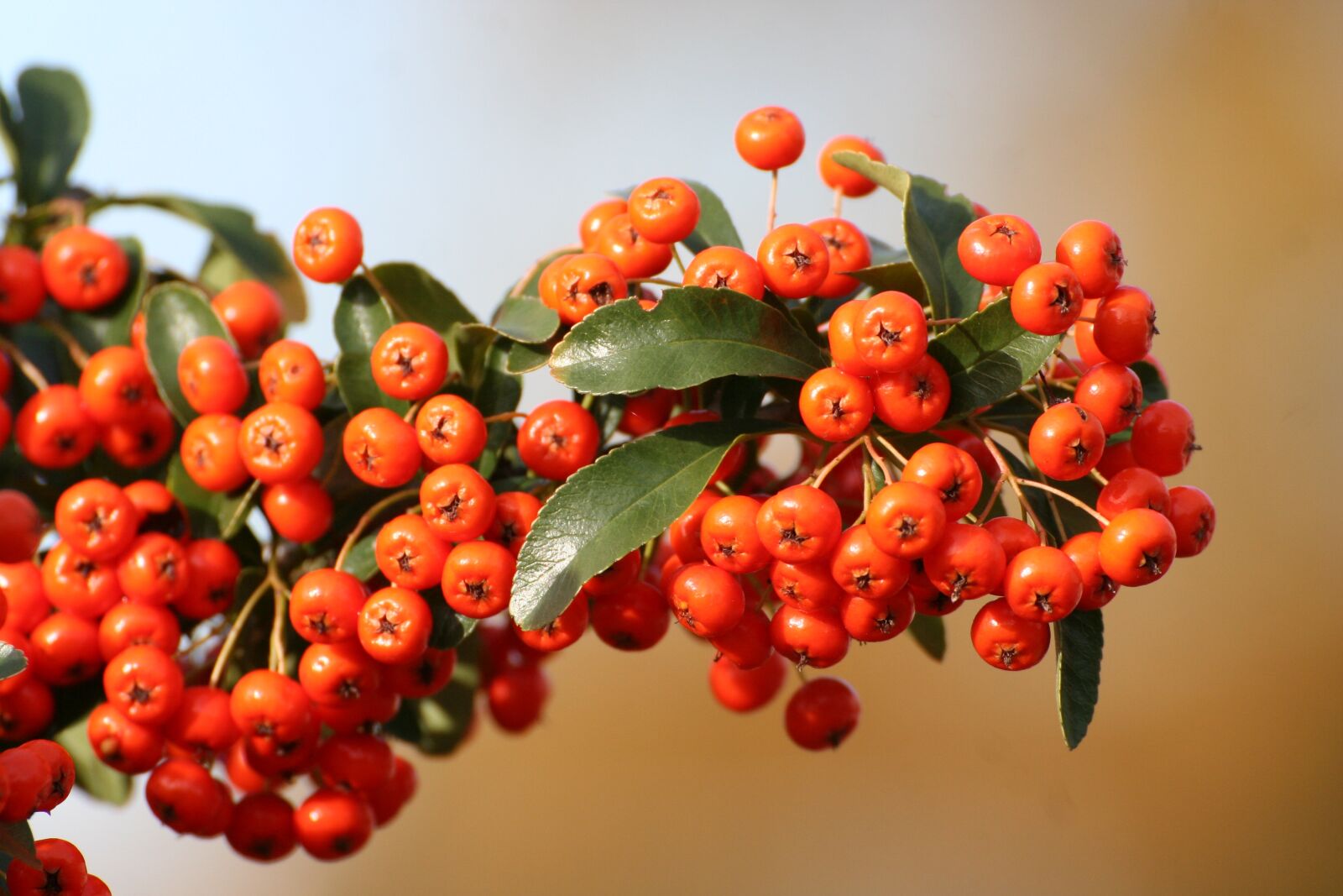Canon EOS 350D (EOS Digital Rebel XT / EOS Kiss Digital N) sample photo. Firethorn, berries, bush photography