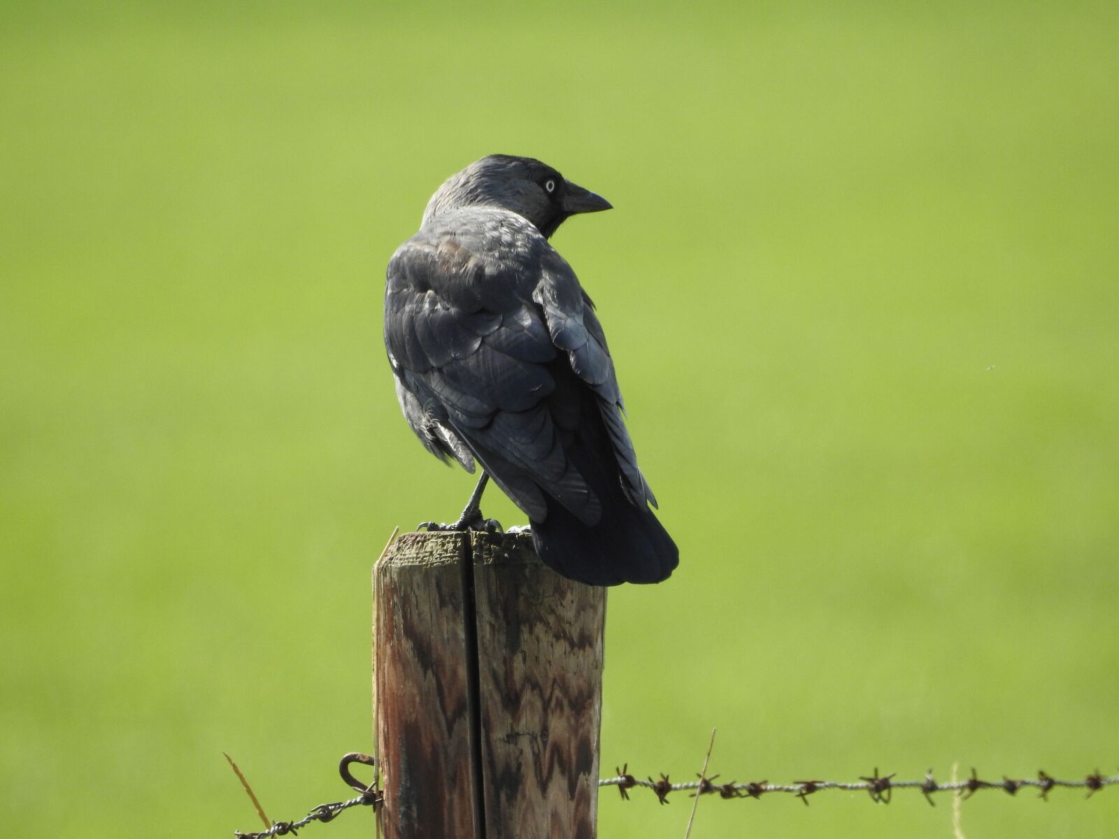 Nikon Coolpix P900 sample photo. Crow, bird, raven bird photography