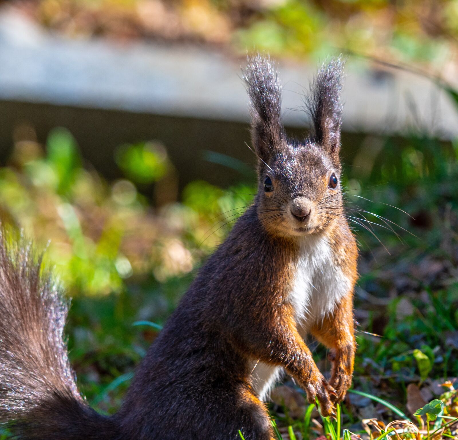 Nikon D7500 sample photo. Squirrel, animal, nature photography