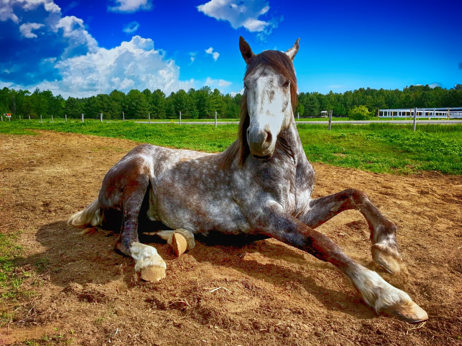 Samsung Galaxy S3 sample photo. Horse, countryside, farm photography