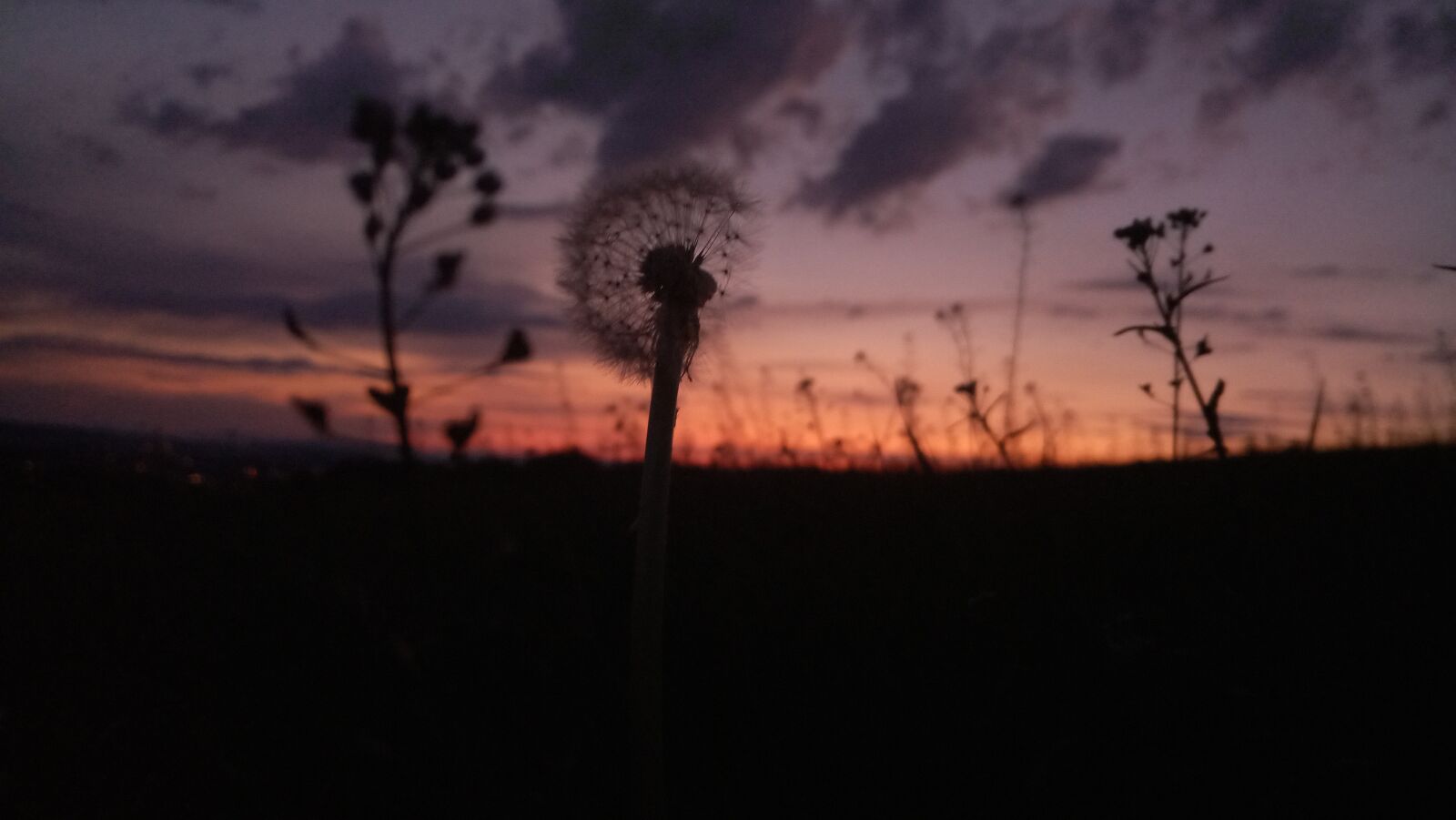 SHIFT 6M sample photo. Flower, nature, afterglow photography