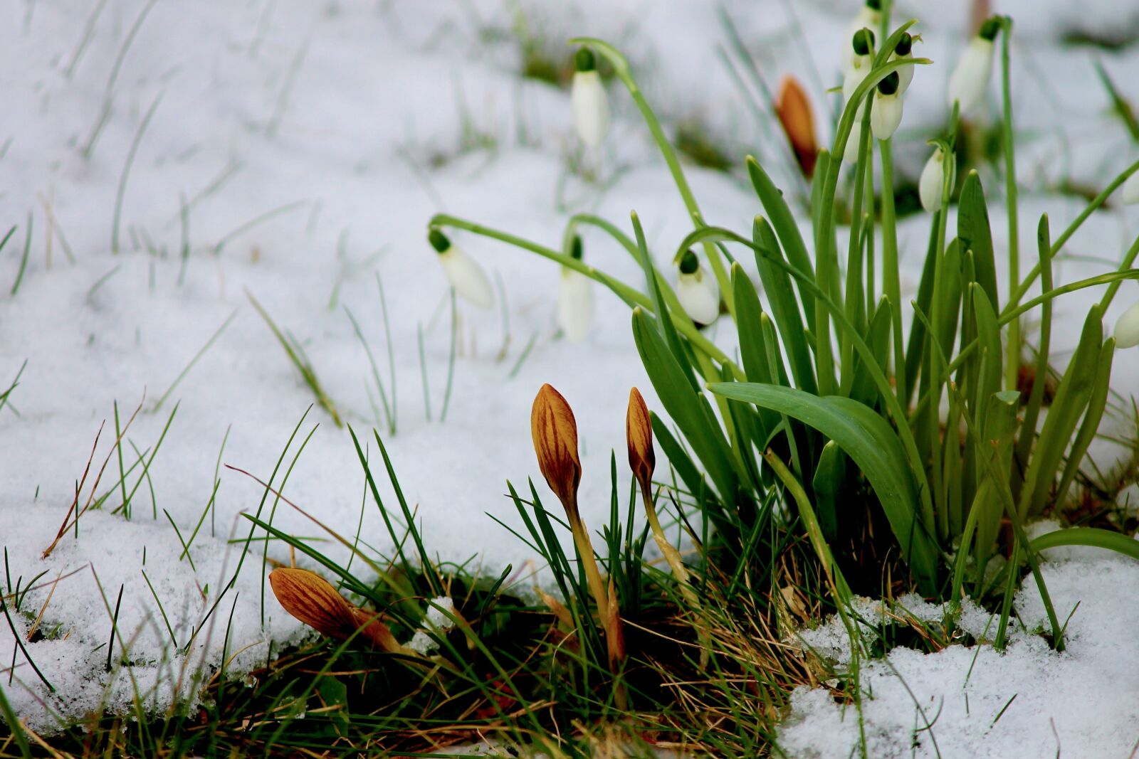 Canon EOS 1100D (EOS Rebel T3 / EOS Kiss X50) sample photo. Crocus, bud, snow photography