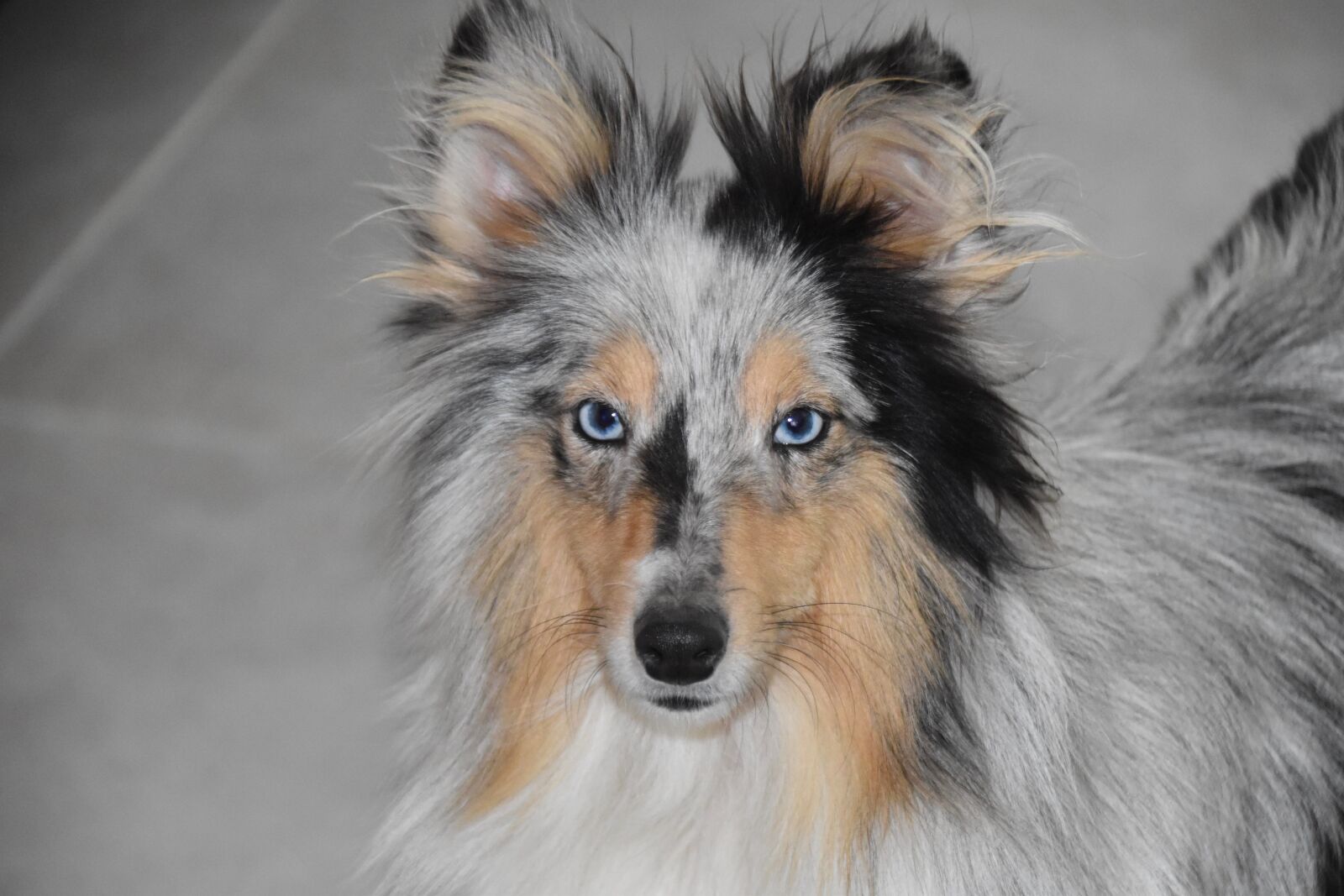 Nikon D5600 sample photo. Dog, bitch, bitch shetland photography