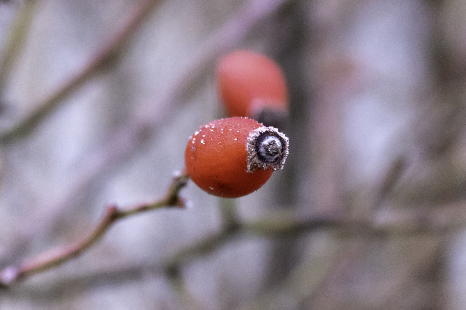 Canon EOS 1300D (EOS Rebel T6 / EOS Kiss X80) sample photo. Wildflower, rosehips, brian photography