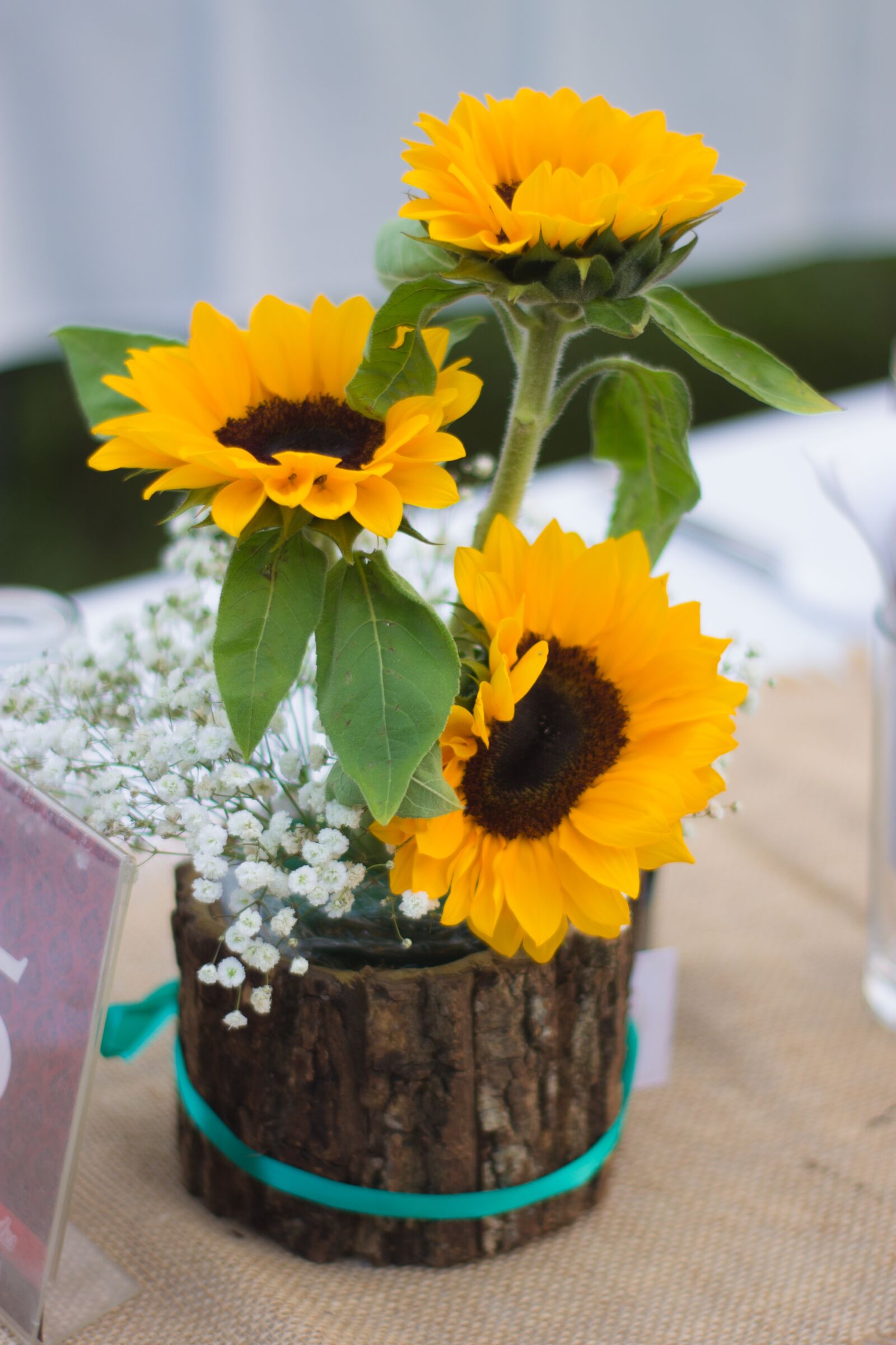 Canon EOS 1100D (EOS Rebel T3 / EOS Kiss X50) sample photo. Sunflower, flowers, nature photography