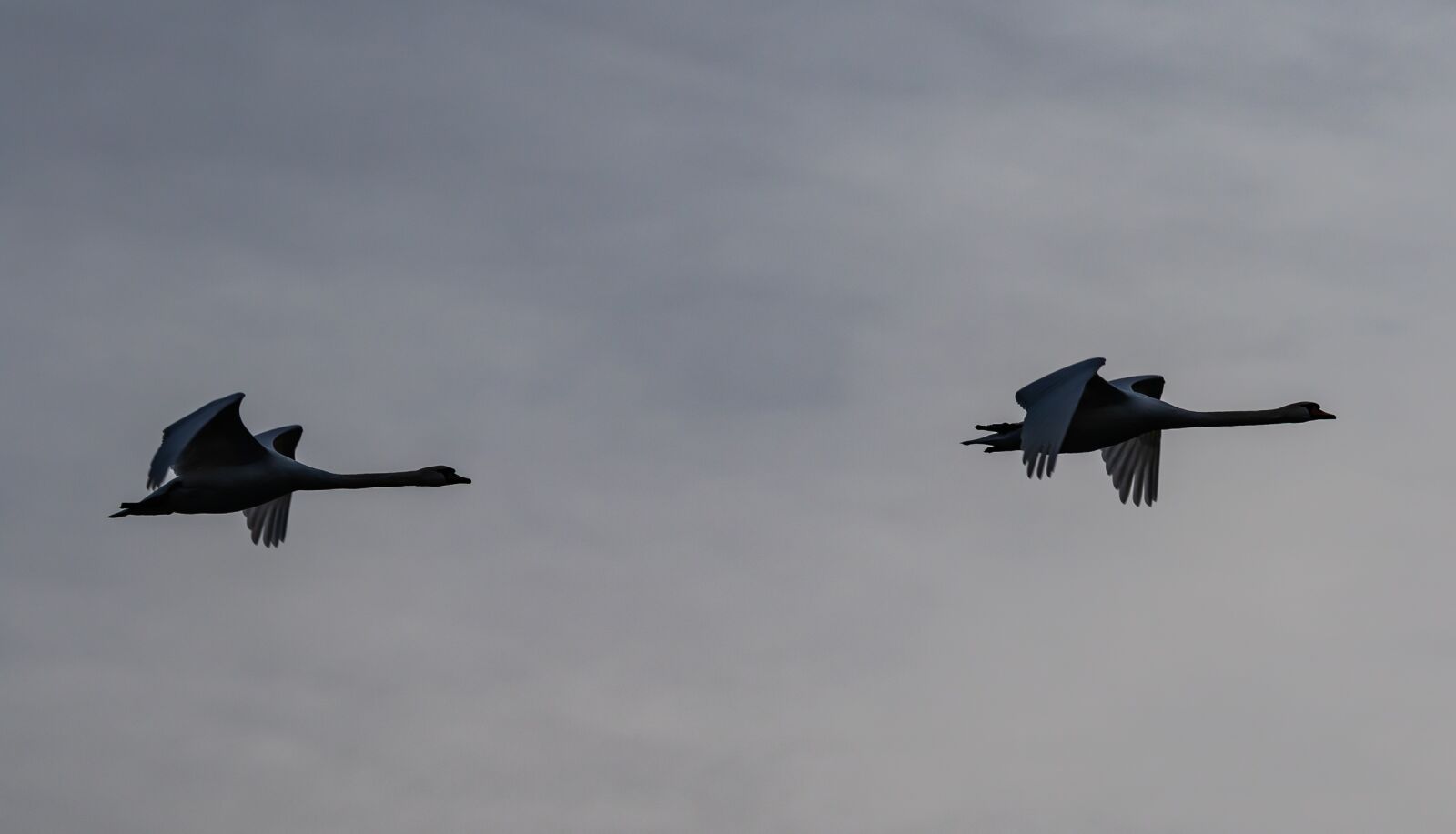 Canon EOS 7D Mark II sample photo. Swans in flight, white photography