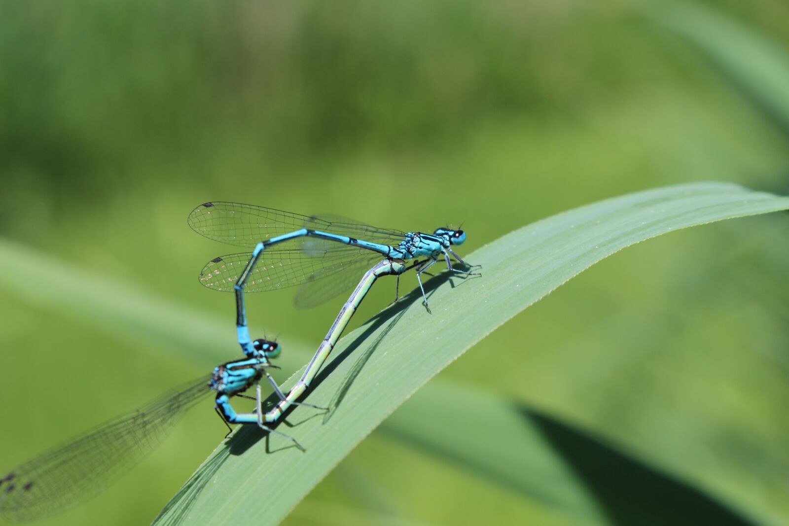 Canon EOS 700D (EOS Rebel T5i / EOS Kiss X7i) sample photo. Dragonflies, insect, close up photography