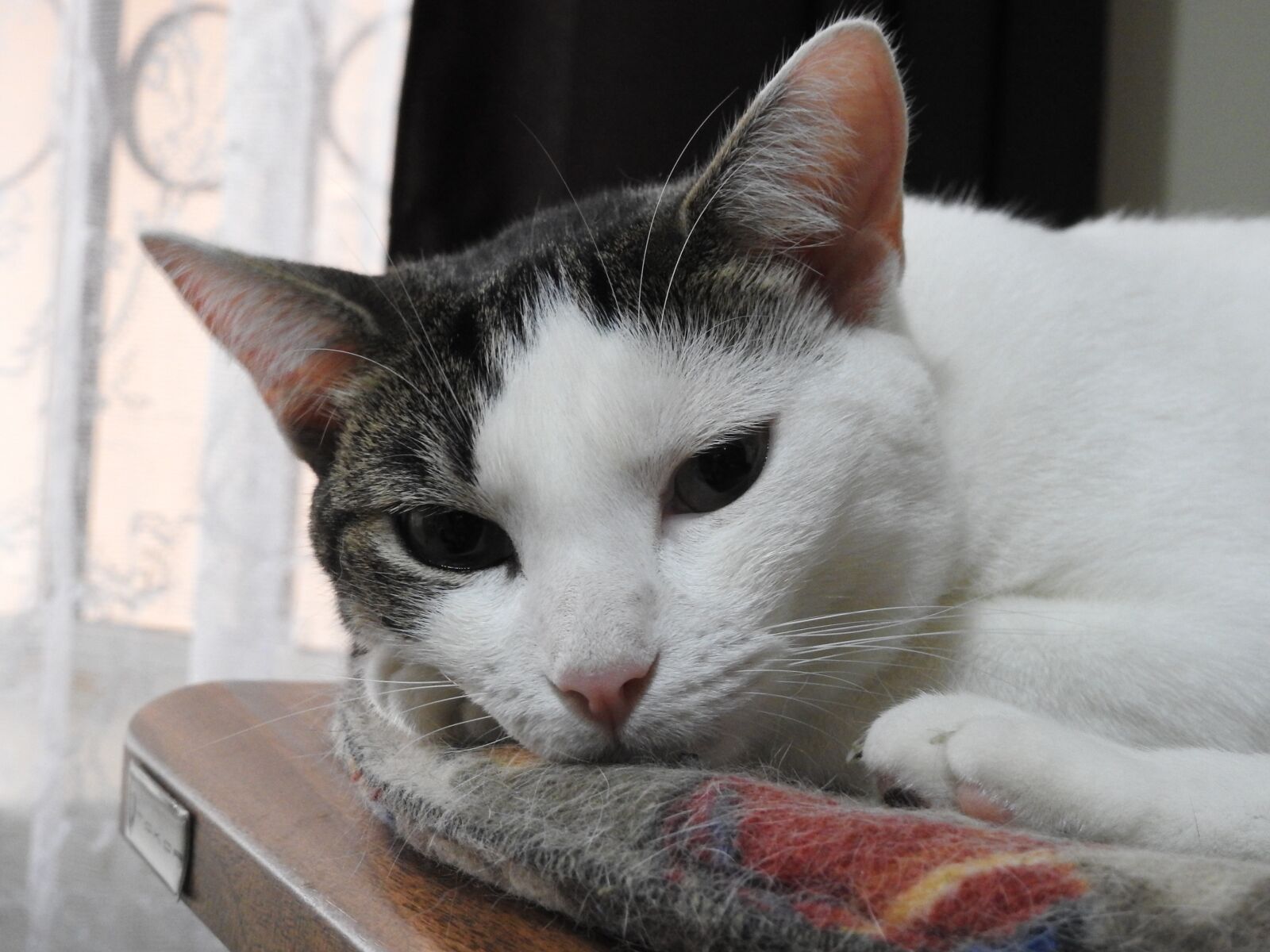 Nikon Coolpix P900 sample photo. Cat, gata, feline photography