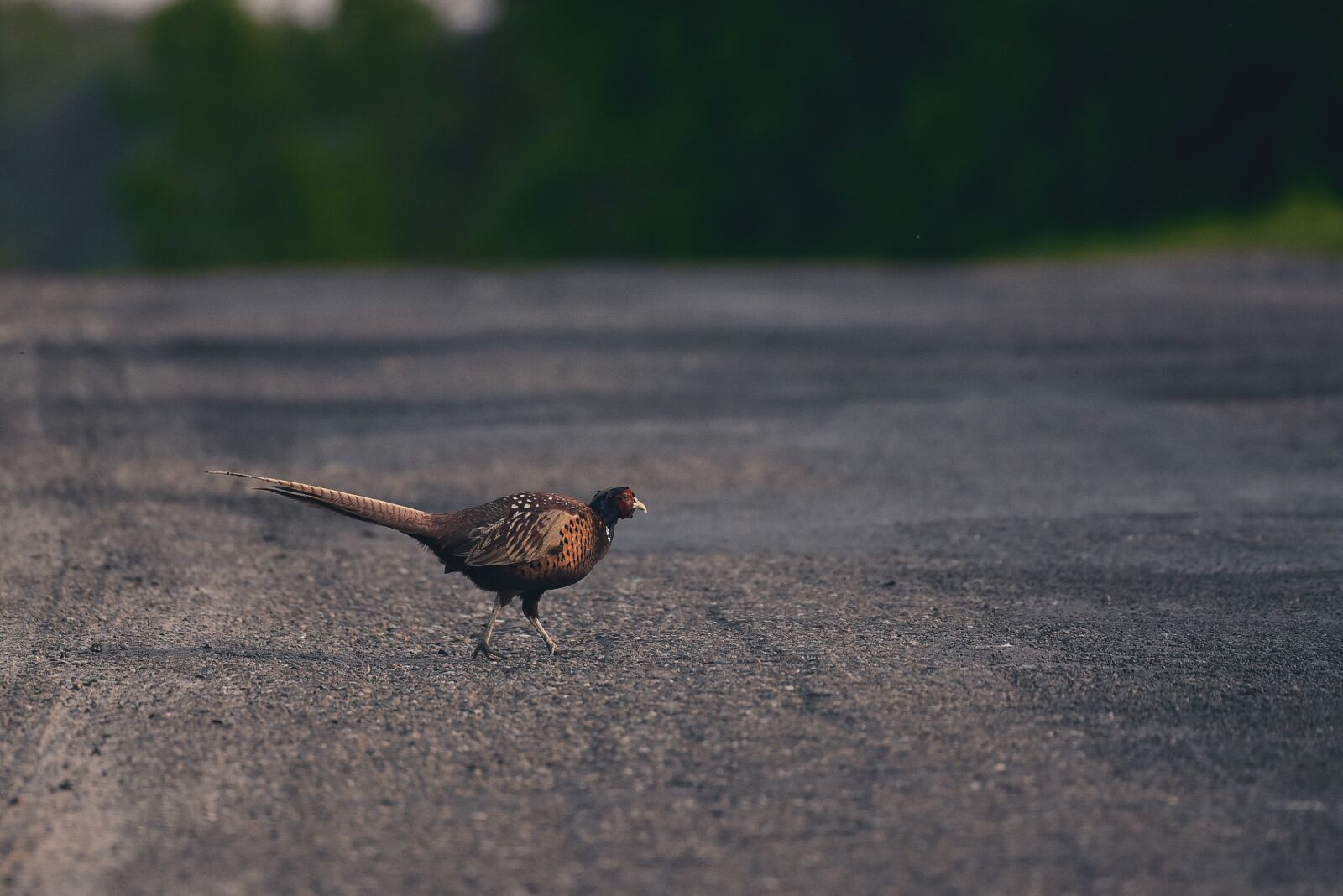 Nikon D750 sample photo. Pheasant, bird, nature photography