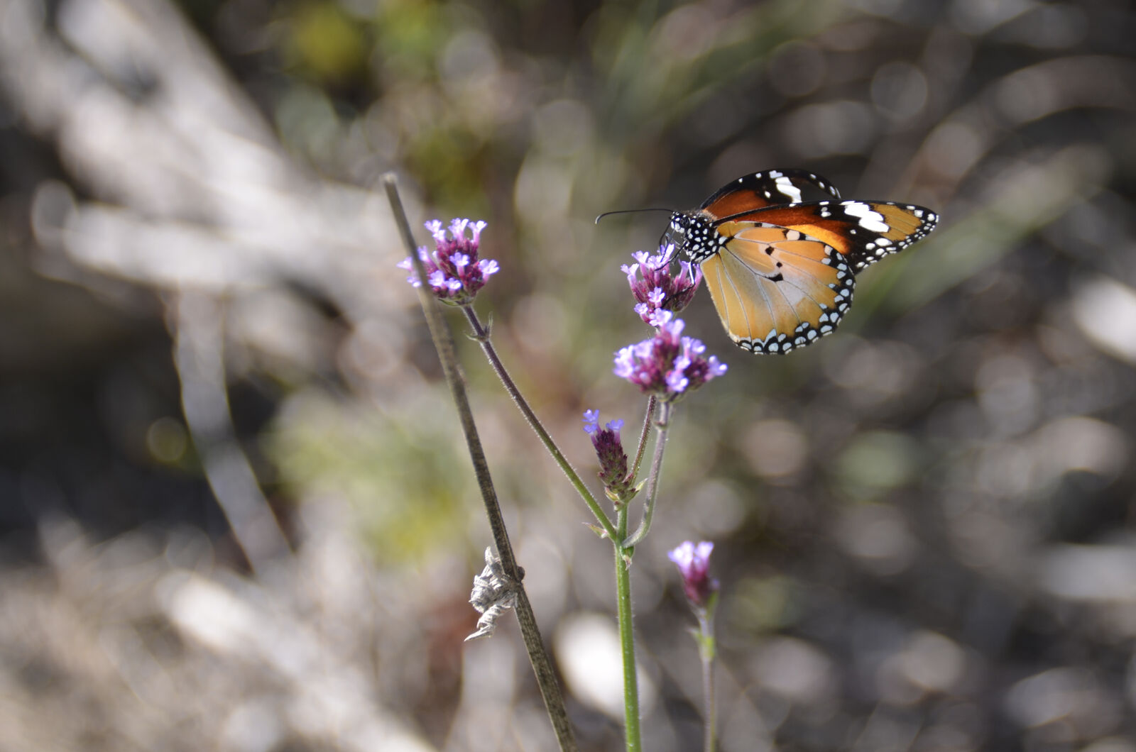 Nikon D7000 sample photo. Animals, butterfly, on, purple photography