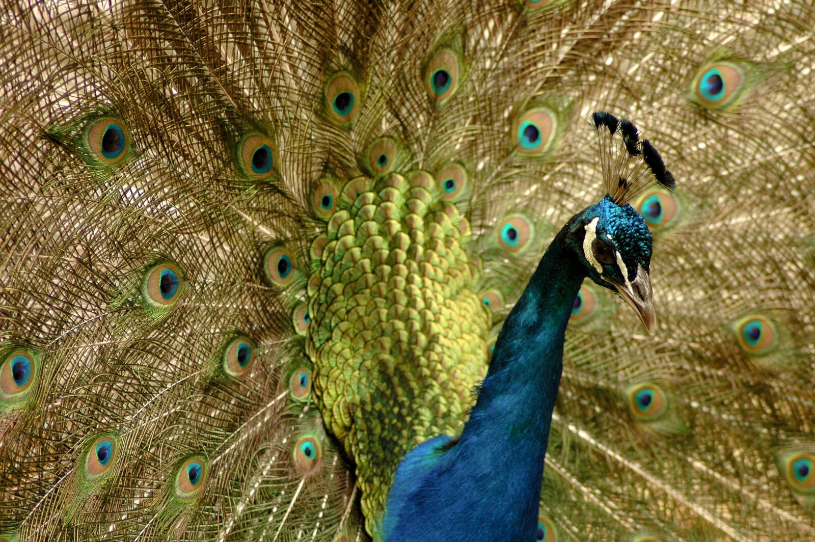 Nikon D70 sample photo. Peacock, animal, bird photography