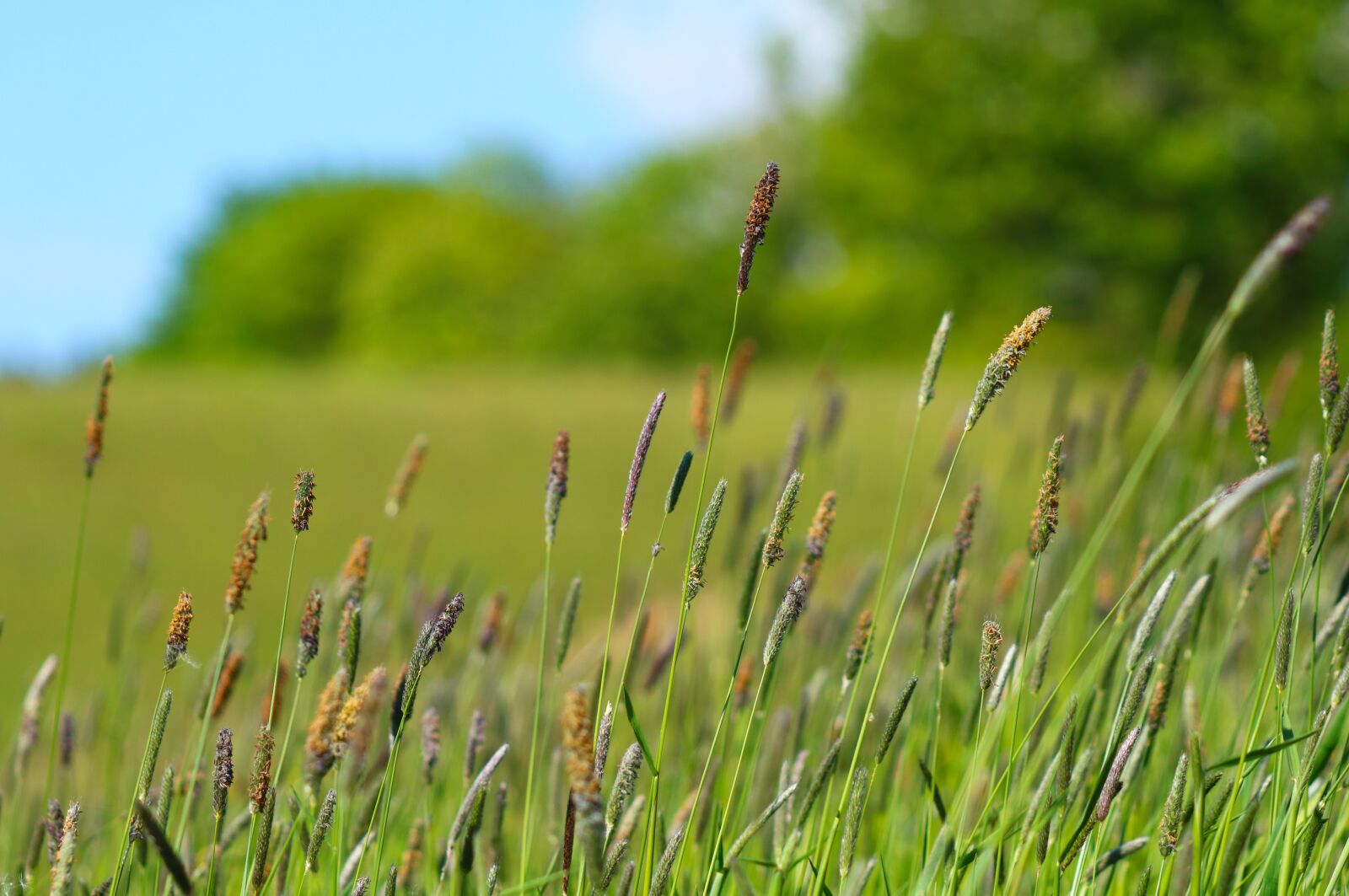 Canon EF 70-300 F4-5.6 IS II USM sample photo. Grass, summer, nature photography