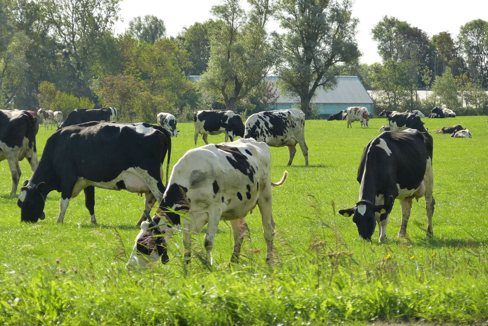 Panasonic Lumix DMC-FZ150 sample photo. Cows, netherlands, landscape photography