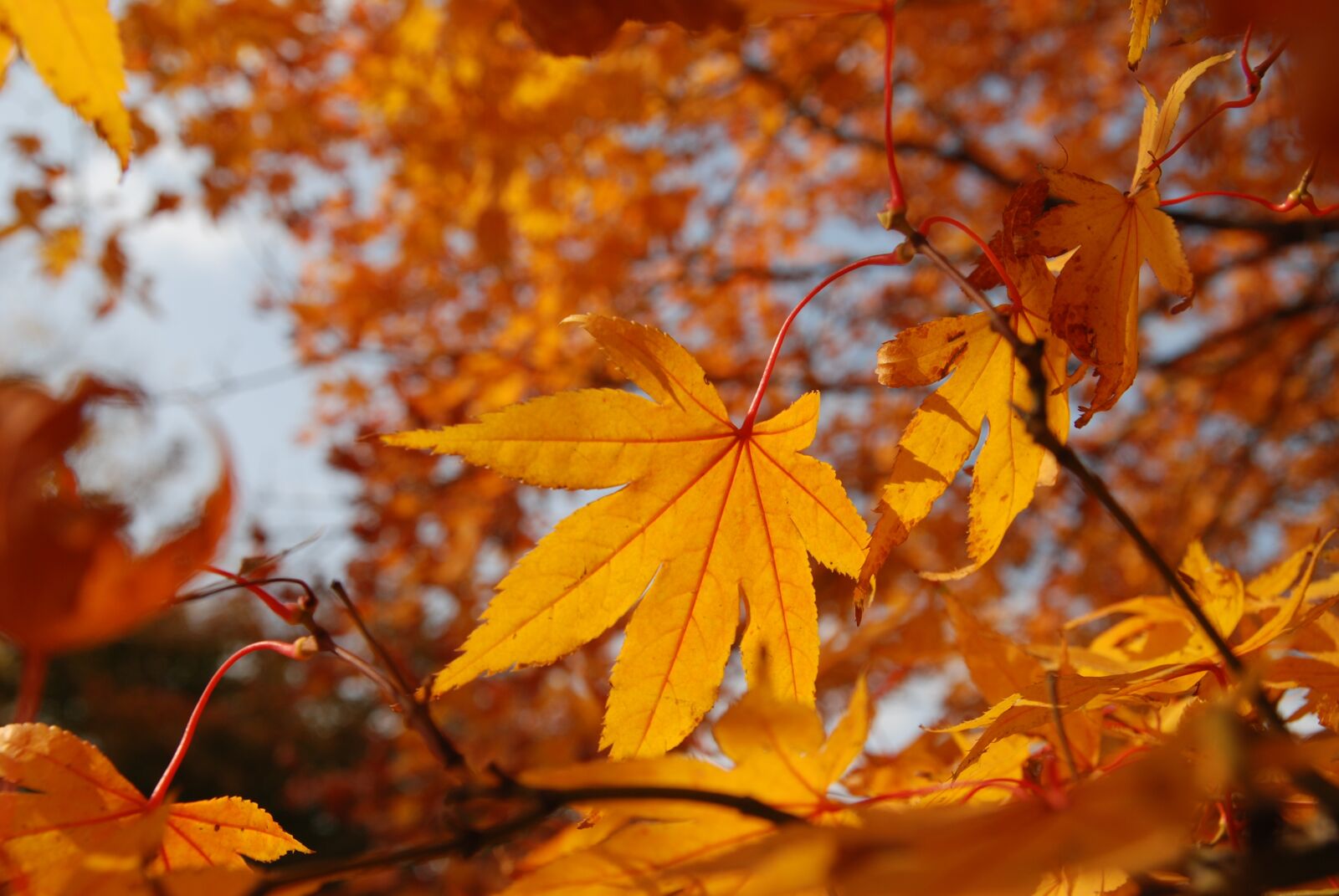 Nikon D80 sample photo. Autumn, republic of korea photography