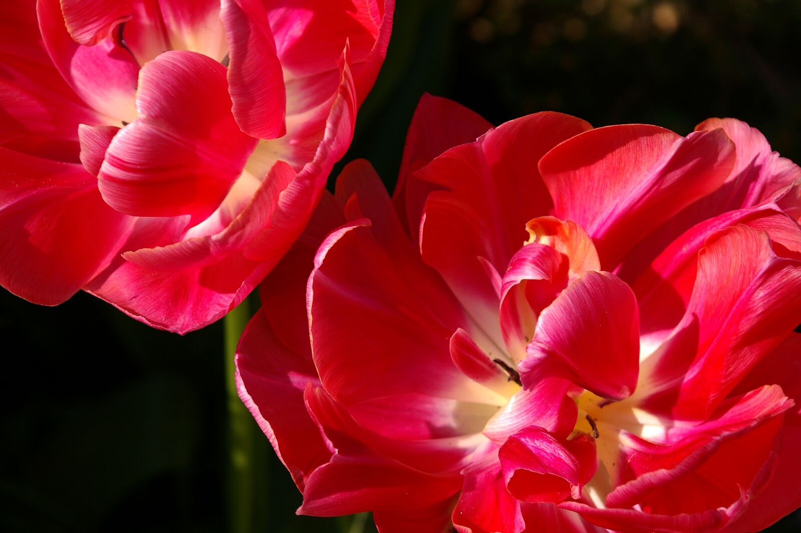 Pentax *ist DL2 sample photo. Tulips, red, flower photography