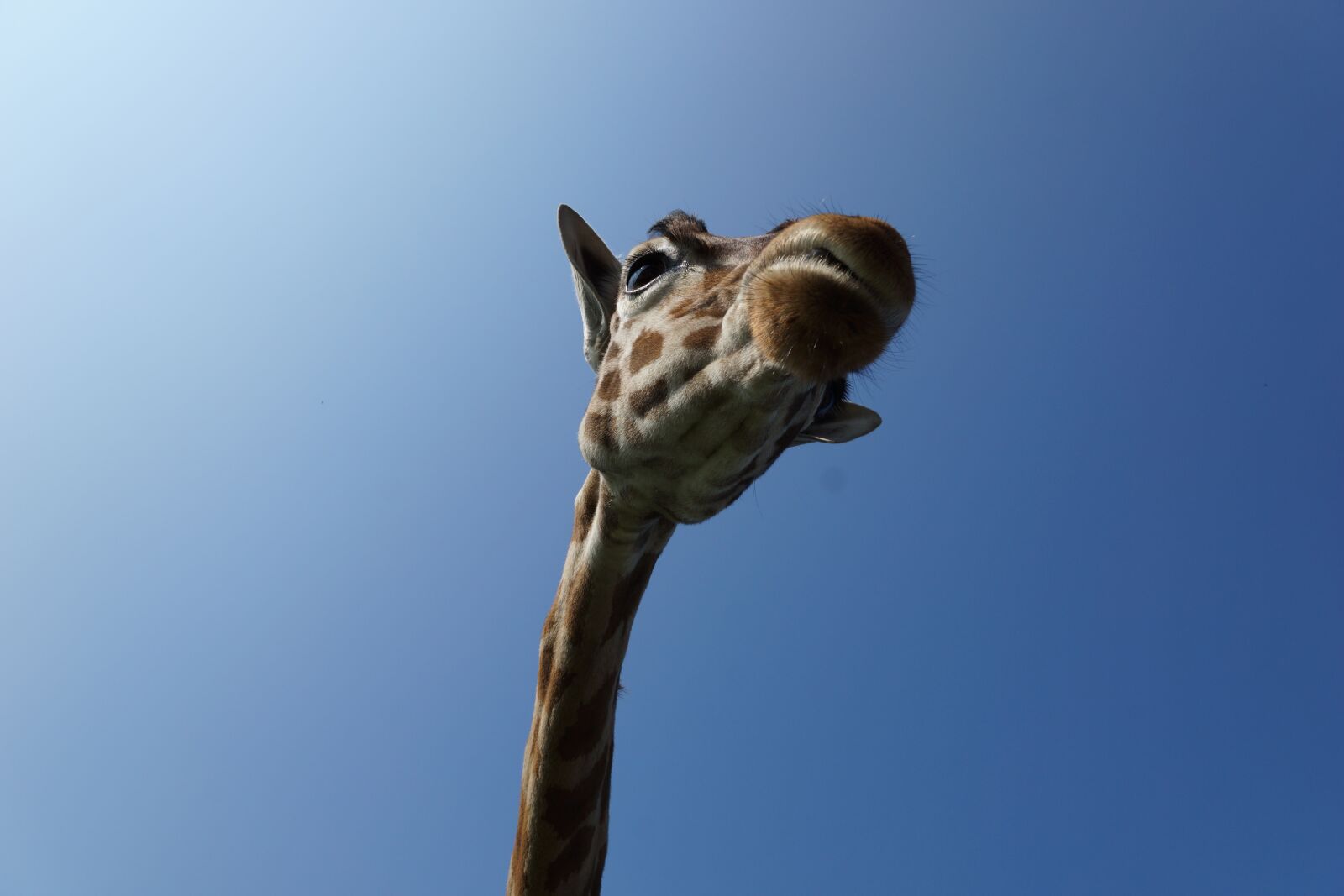 Sony SLT-A77 + Sony DT 16-50mm F2.8 SSM sample photo. Giraffe, sky, wild animal photography