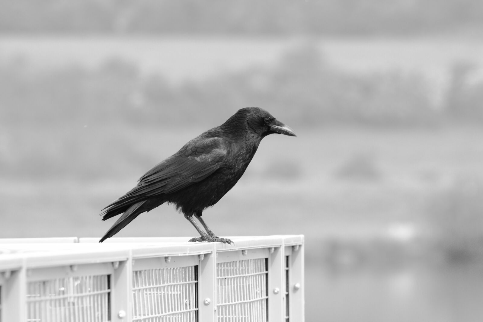 Canon EOS 550D (EOS Rebel T2i / EOS Kiss X4) + Canon EF 75-300mm f/4-5.6 sample photo. Black, and, white, bird photography