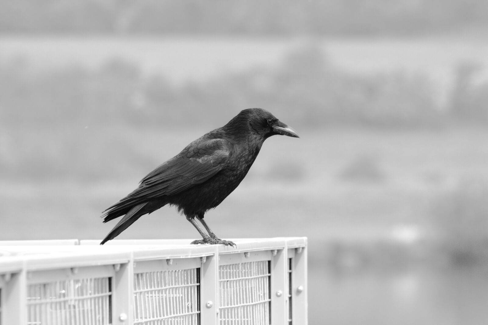 Canon EF 75-300mm f/4-5.6 sample photo. Black, and, white, bird photography