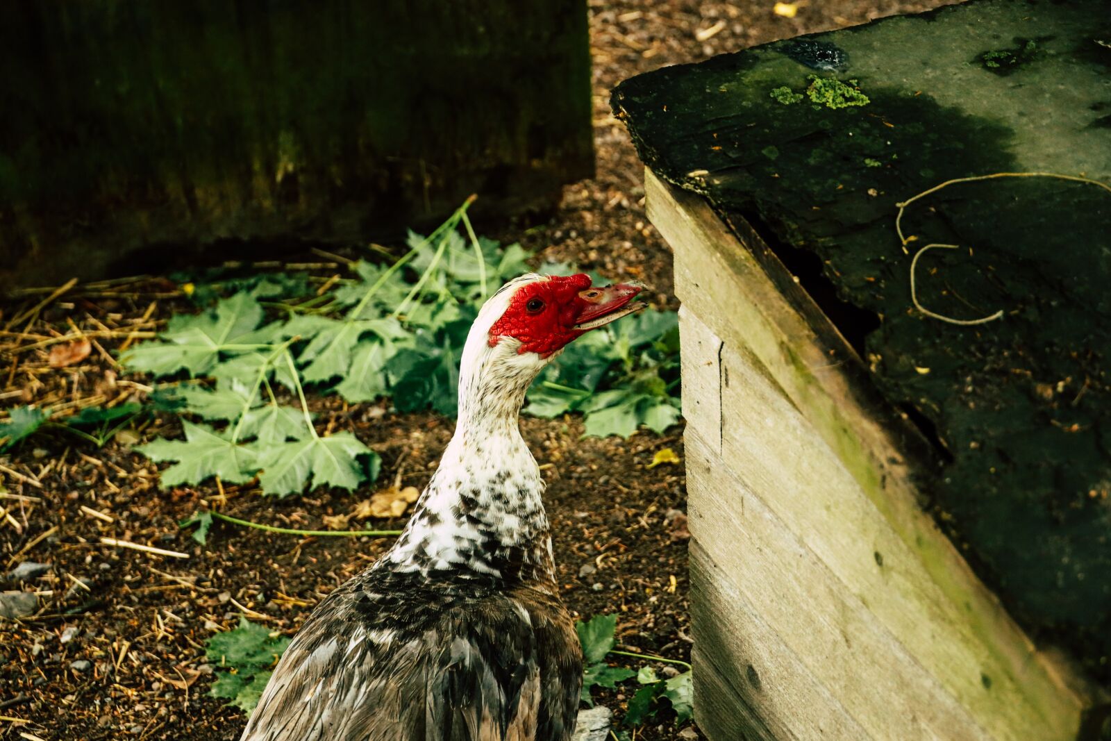 Canon RF 24-240mm F4-6.3 IS USM sample photo. Bird, animal, livestock photography