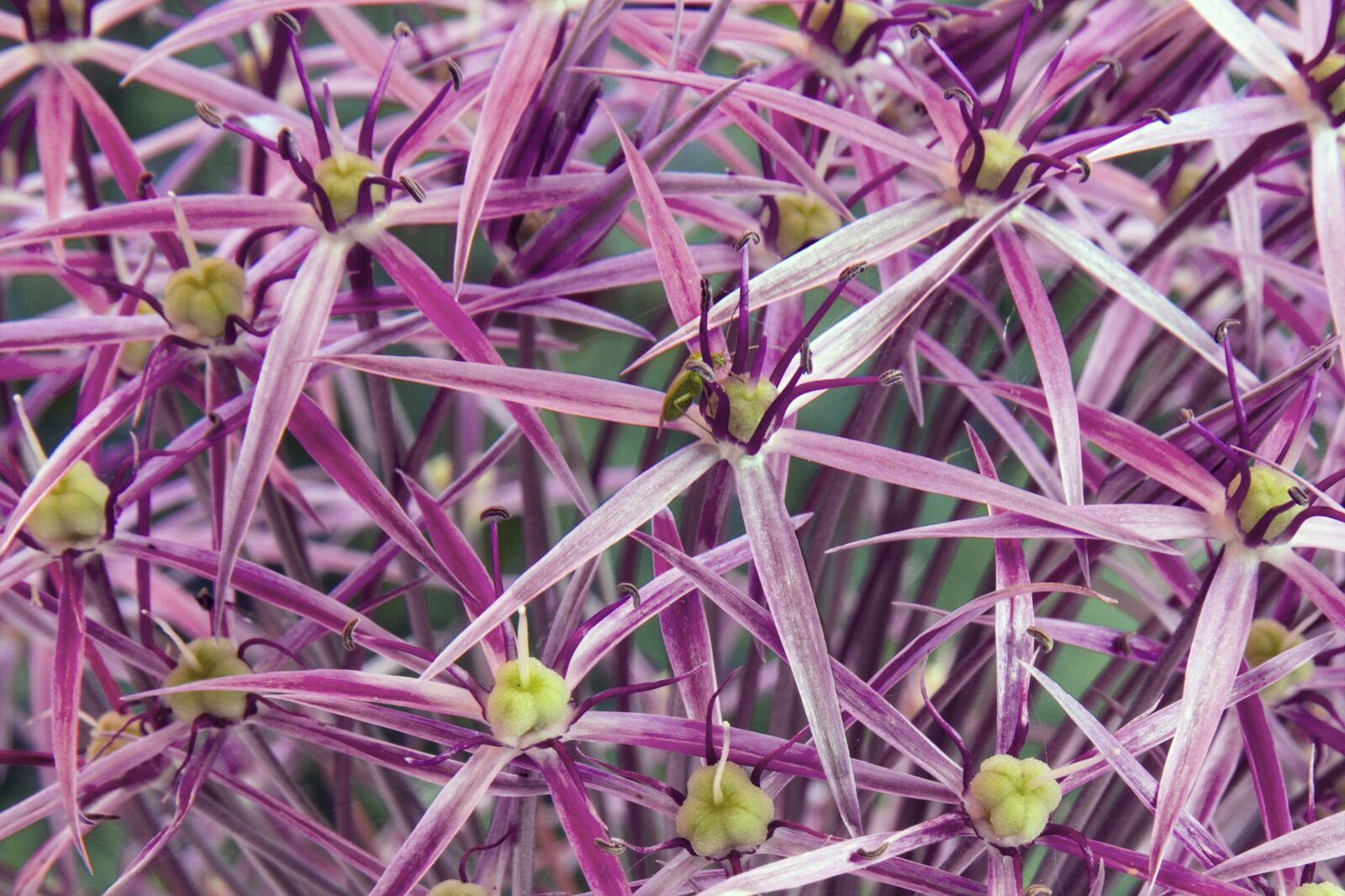 Canon EOS 7D sample photo. Starlight-lauch, allium cristophii, garden photography