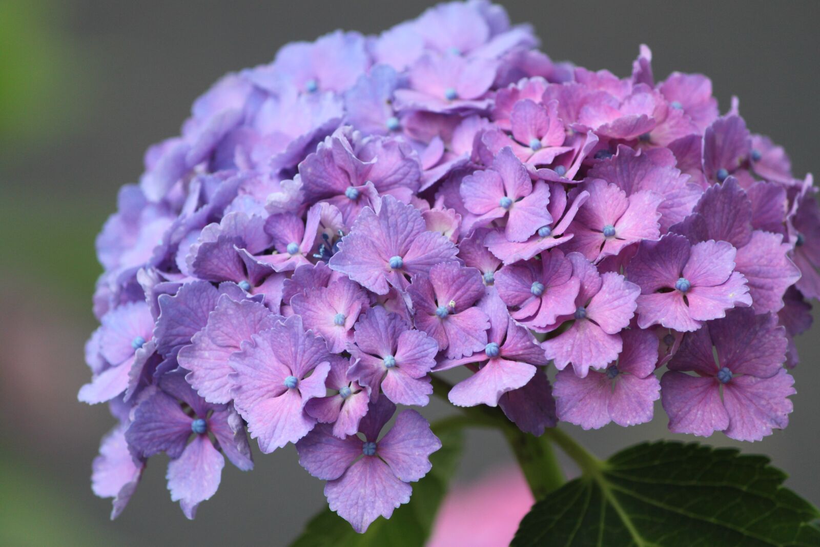 Canon EOS 500D (EOS Rebel T1i / EOS Kiss X3) sample photo. Hydrangea, flower, purple photography