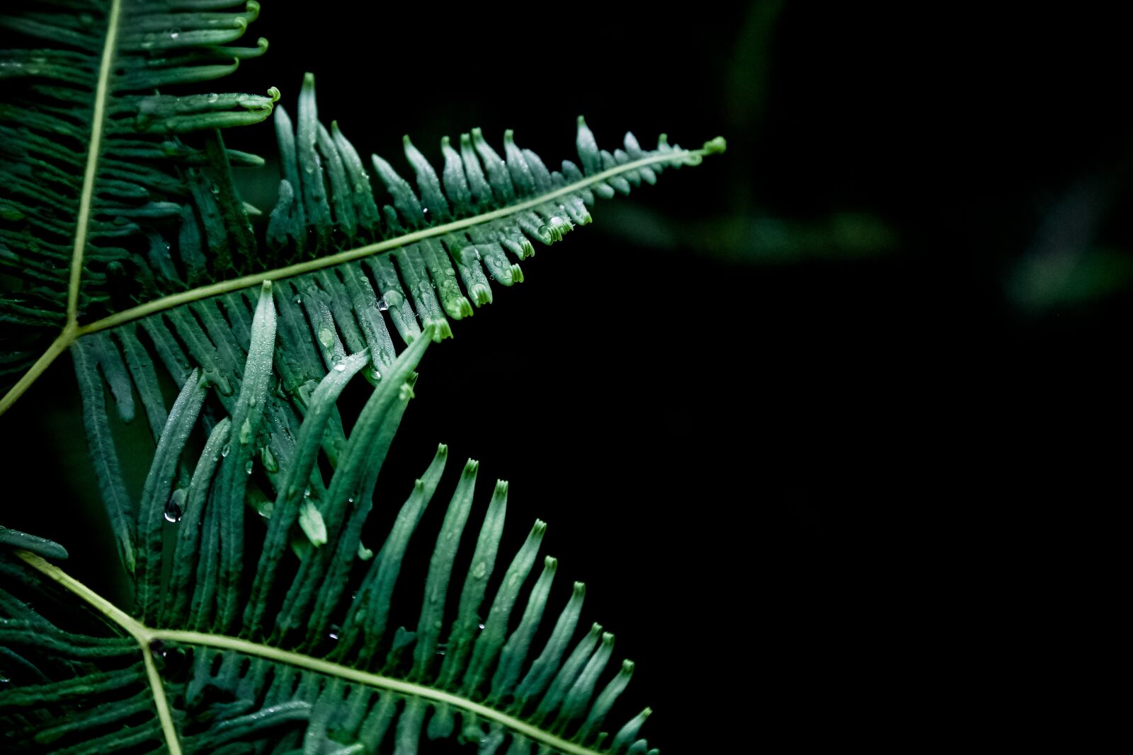 Samsung NX1 sample photo. Dew, fern, green photography