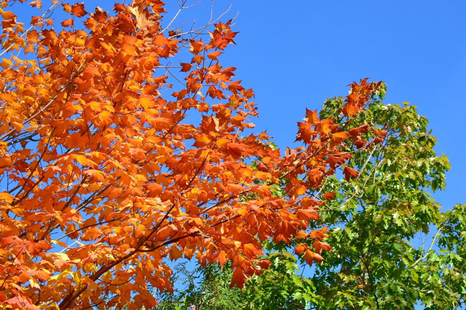 Nikon D3100 sample photo. Autumn, trees, leaves photography