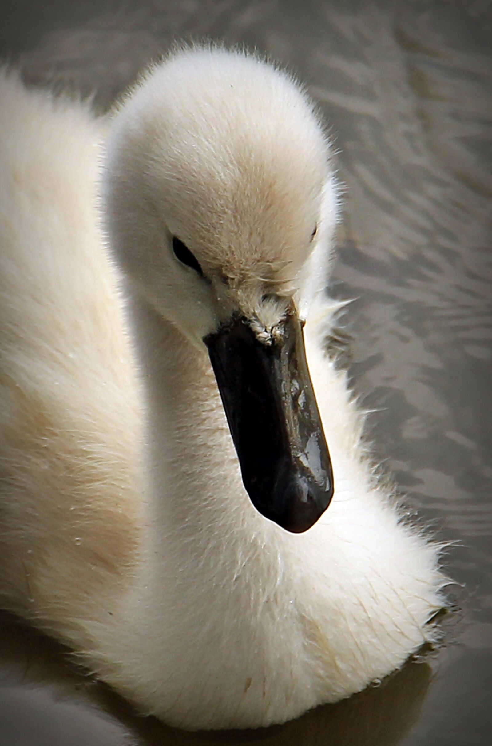 Canon EOS 550D (EOS Rebel T2i / EOS Kiss X4) sample photo. Swan, baby swan, water photography