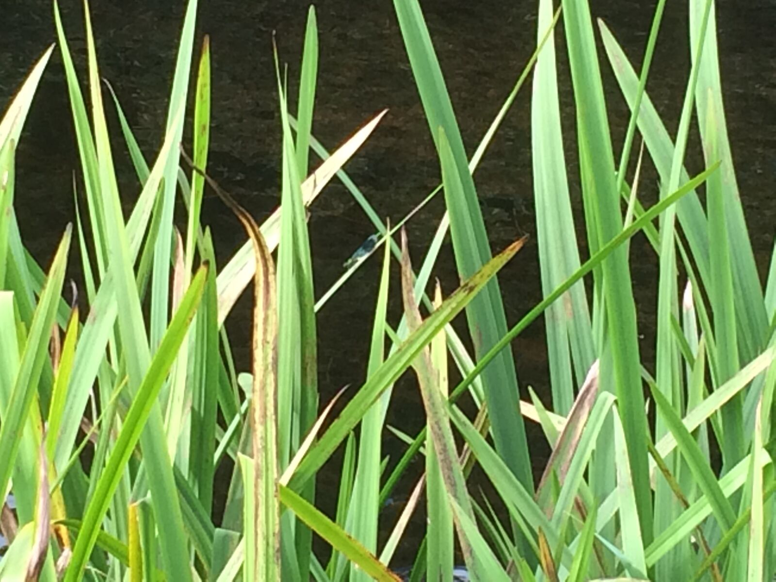 Apple iPhone 5s sample photo. Dragonfly, dragonfly, wing, reeds photography