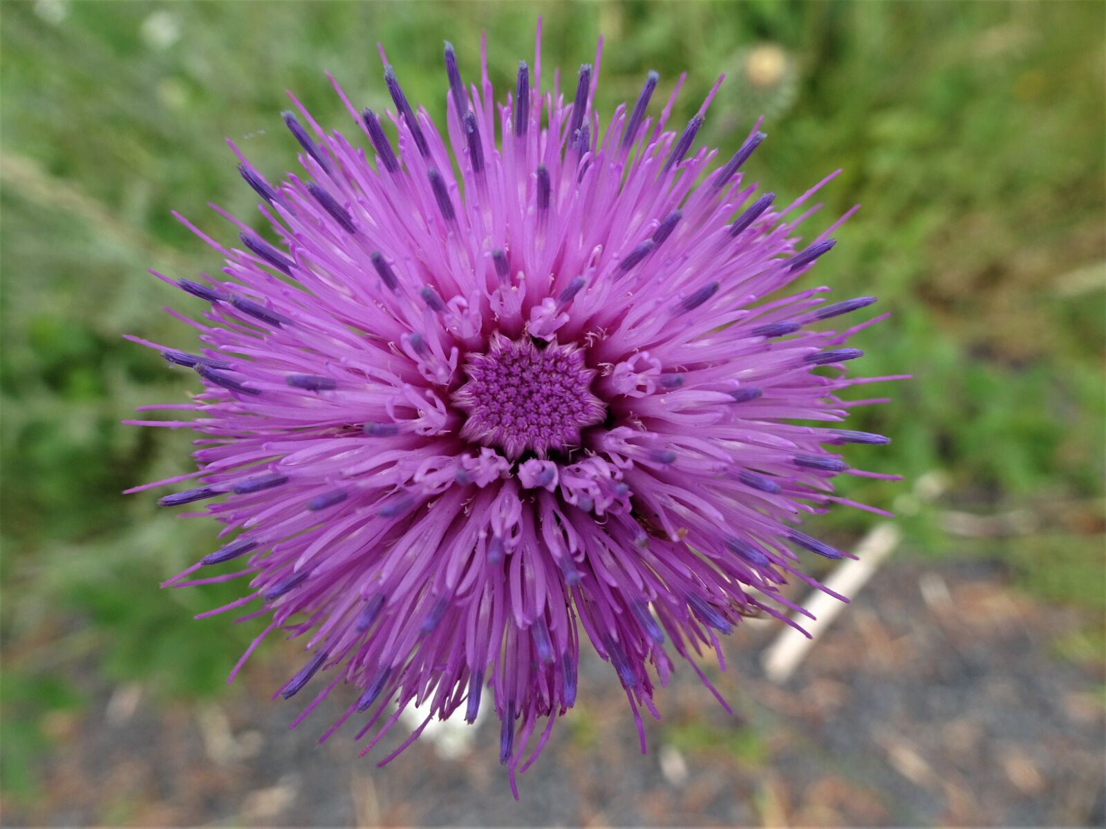Sony Cyber-shot DSC-HX90V sample photo. Thistles, thistle flowers, flowers photography