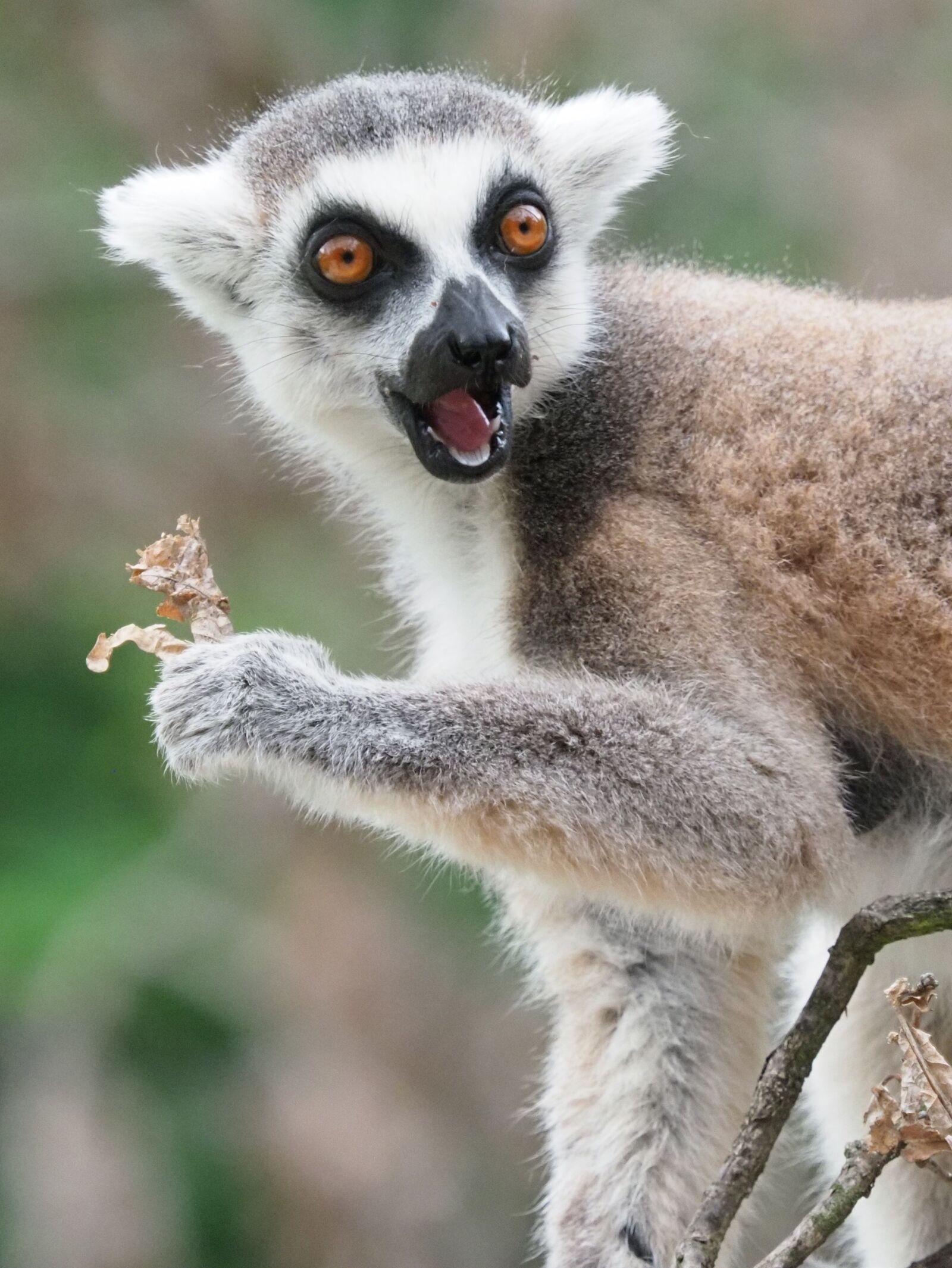 Olympus OM-D E-M1 Mark II sample photo. Lemur, animal, mammal photography