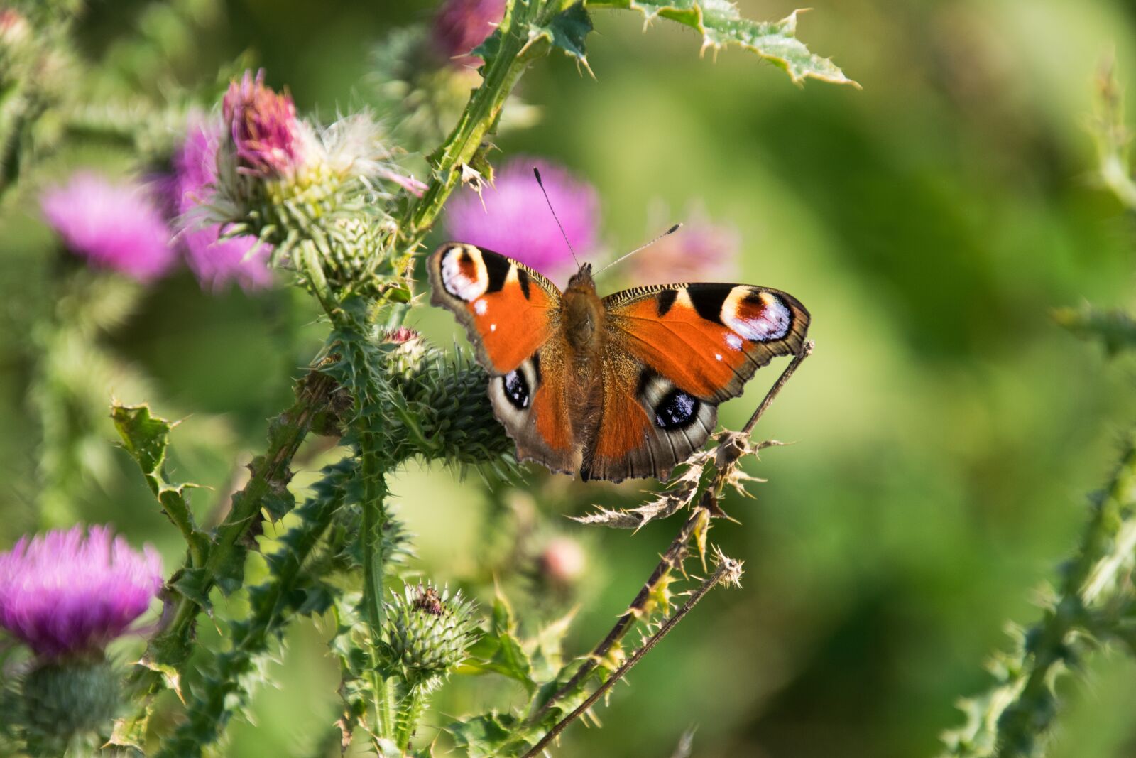 Nikon D3300 sample photo. Nature, butterfly, insect photography