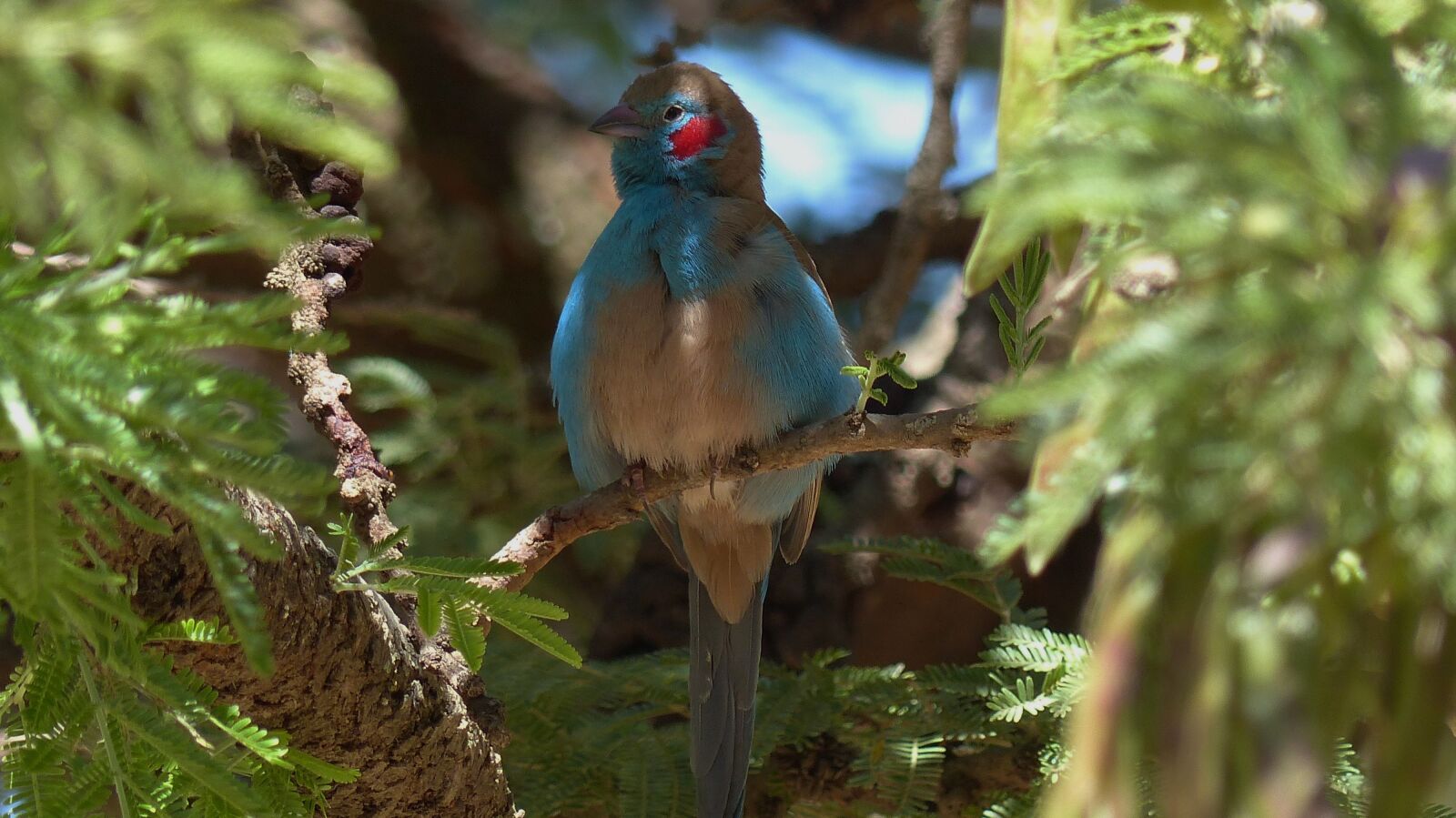 Panasonic Lumix DMC-FZ200 sample photo. Ethiopia, bird, africa photography