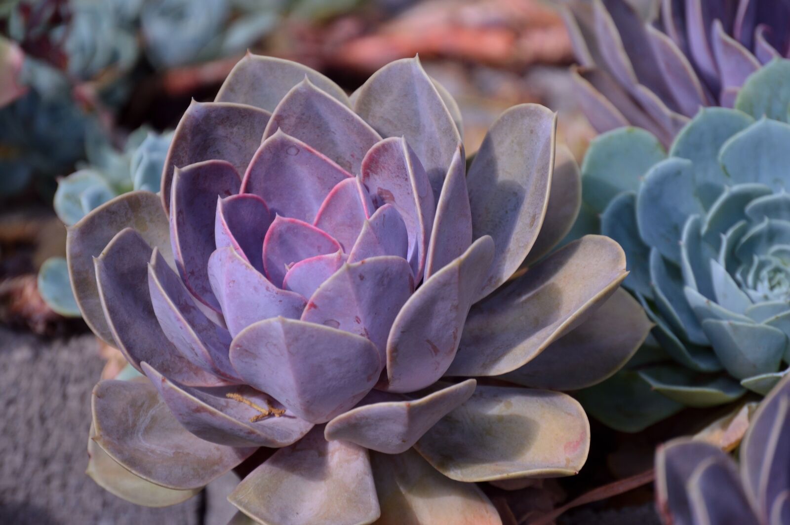 Nikon D3200 sample photo. Nature, plant, cactus photography