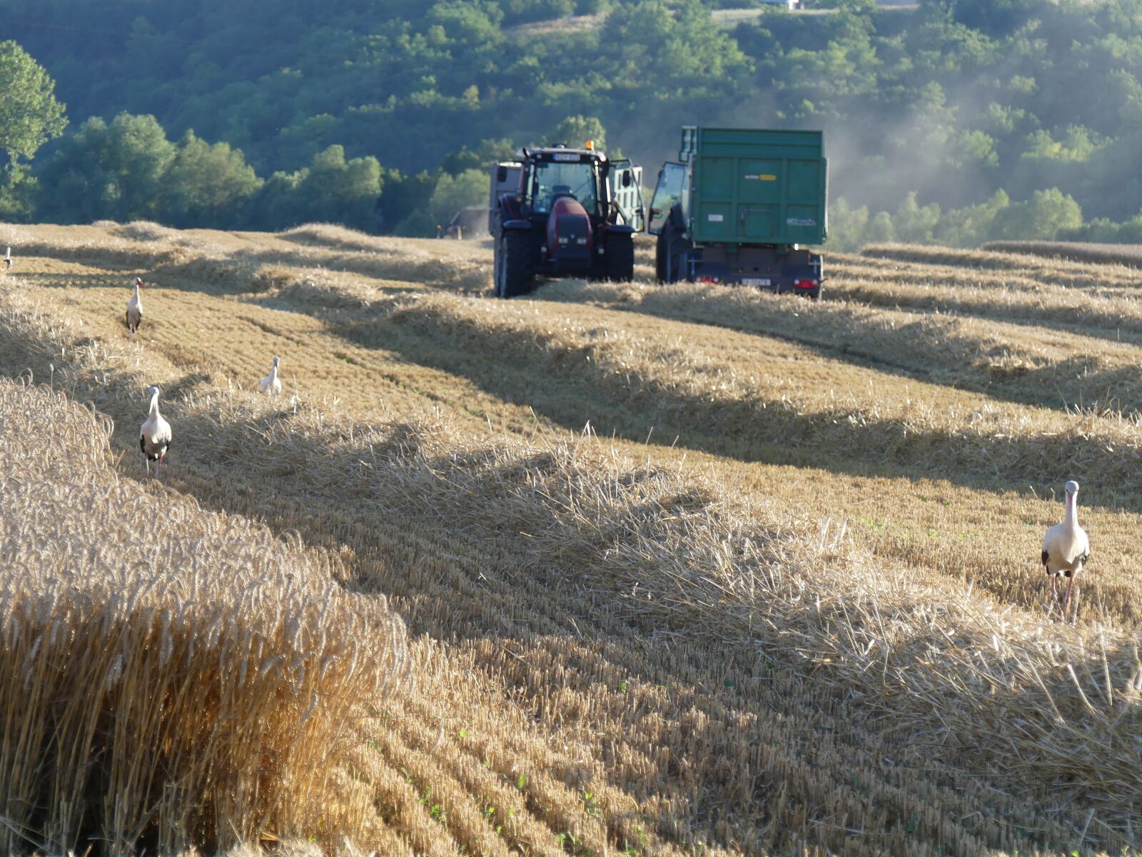 Panasonic Lumix DMC-FZ300 sample photo. Farm, crop, land photography