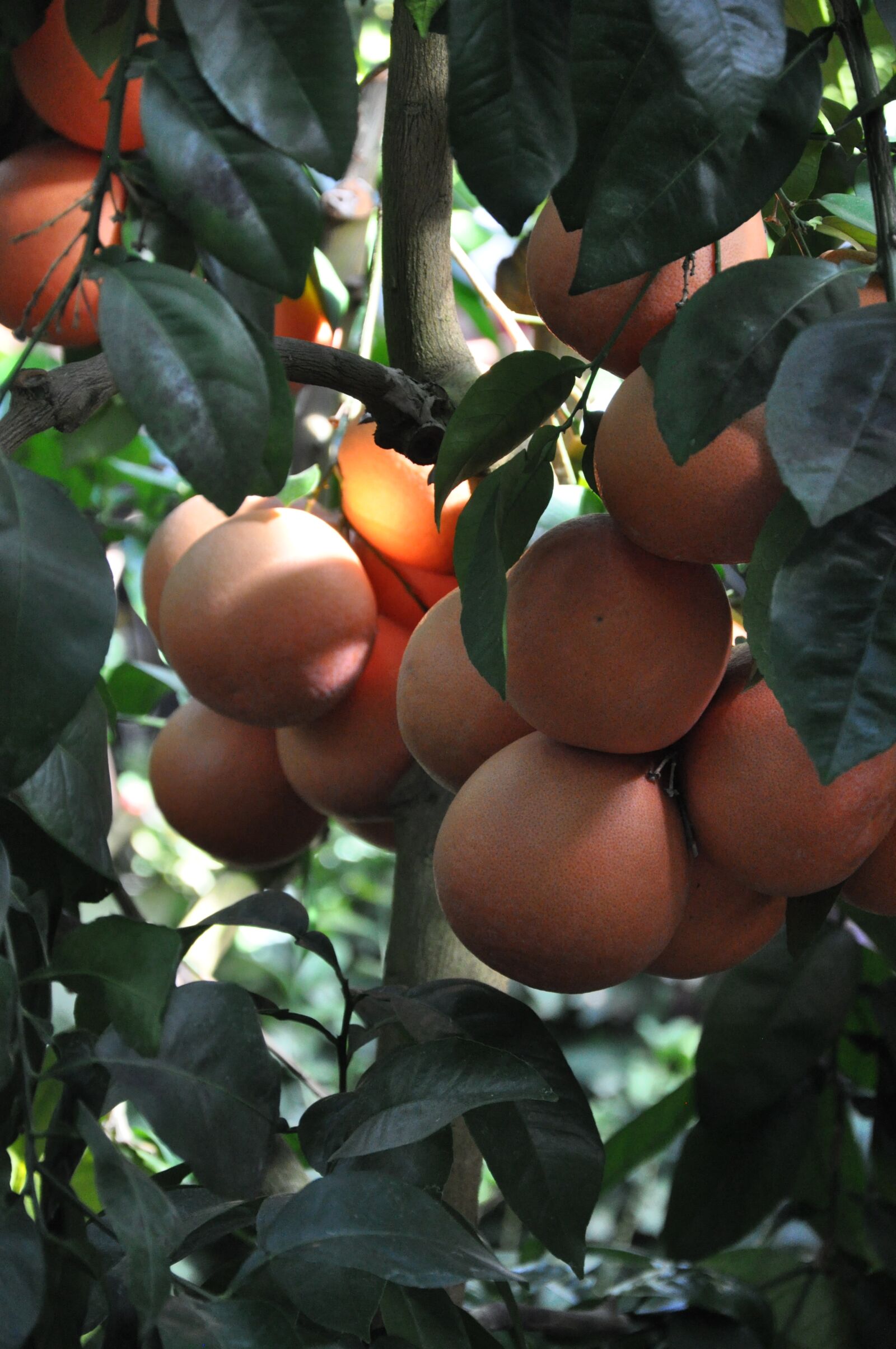 Nikon D5000 sample photo. Orange, food, fresh photography