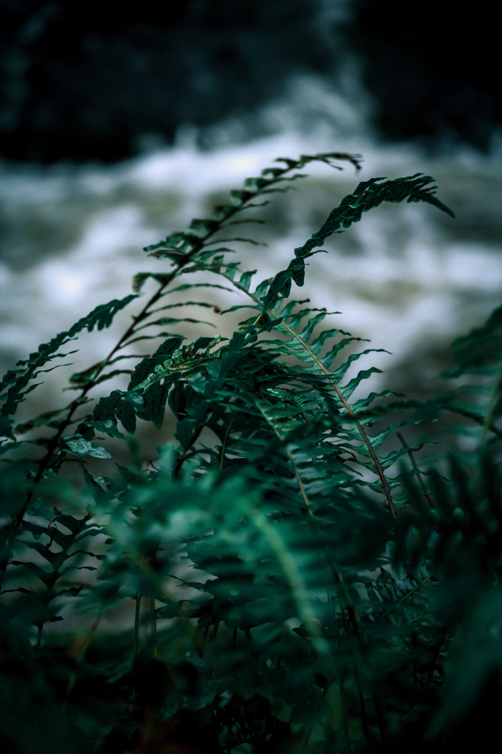 Canon EF-S 55-250mm F4-5.6 IS STM sample photo. Fern, nature, green photography