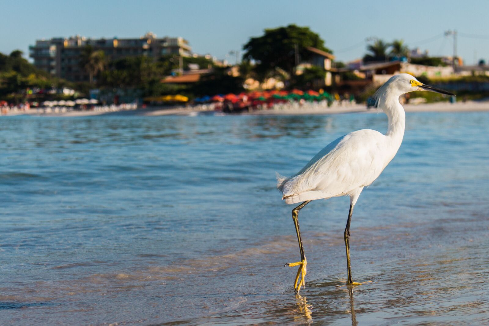 Canon EOS 700D (EOS Rebel T5i / EOS Kiss X7i) sample photo. Heron, bird, nature photography
