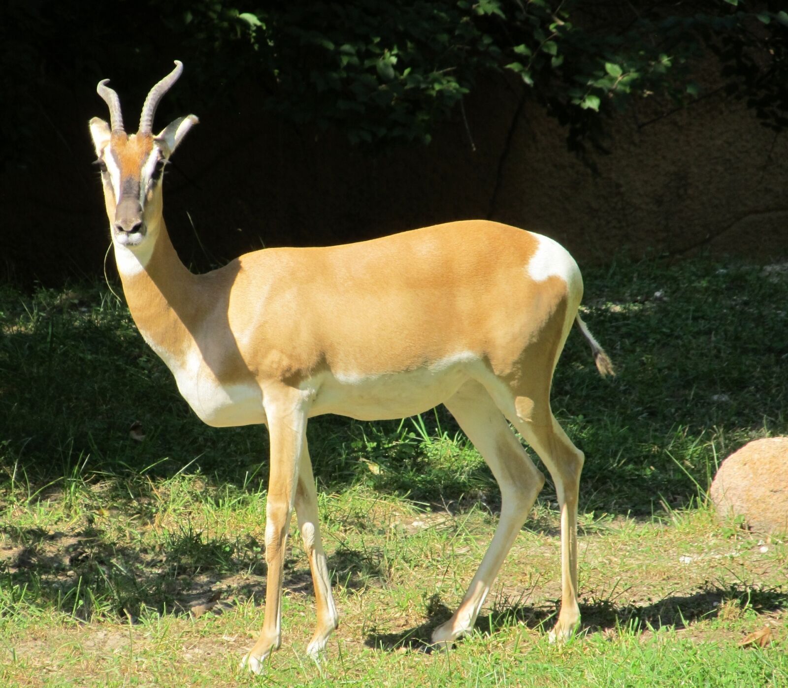 Canon PowerShot SX130 IS sample photo. Gazelle, antelope, wildlife photography