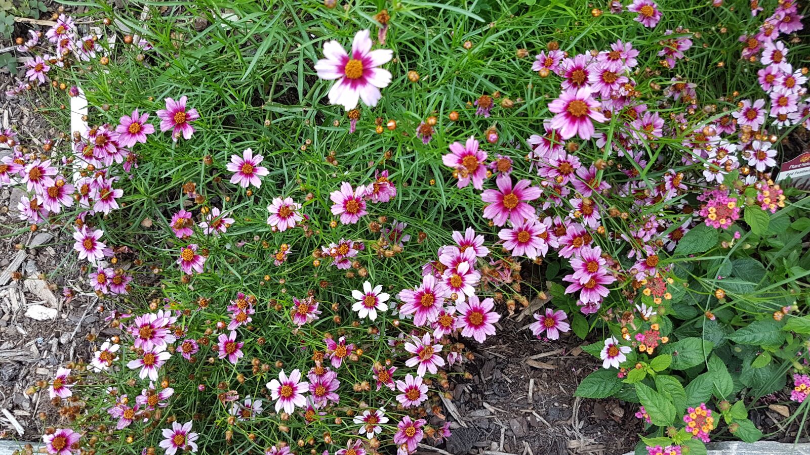 Samsung Galaxy S7 Edge sample photo. Flowers, plants, nature photography