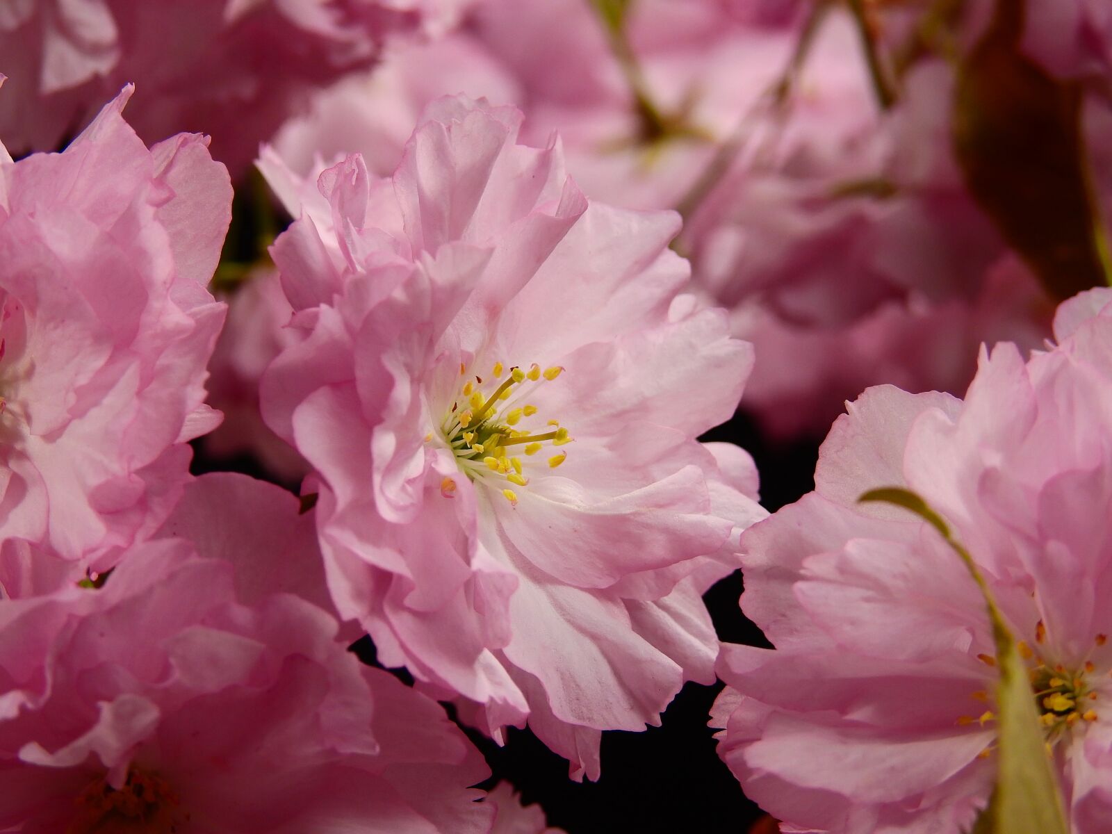Nikon Coolpix P900 sample photo. Flowers, bloom, pink photography
