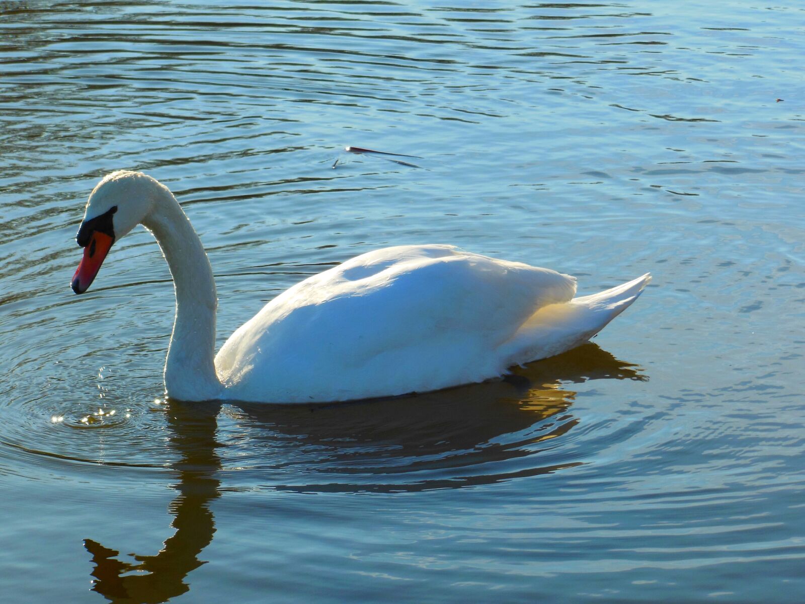 Nikon Coolpix S9300 sample photo. Swan, water, just add photography